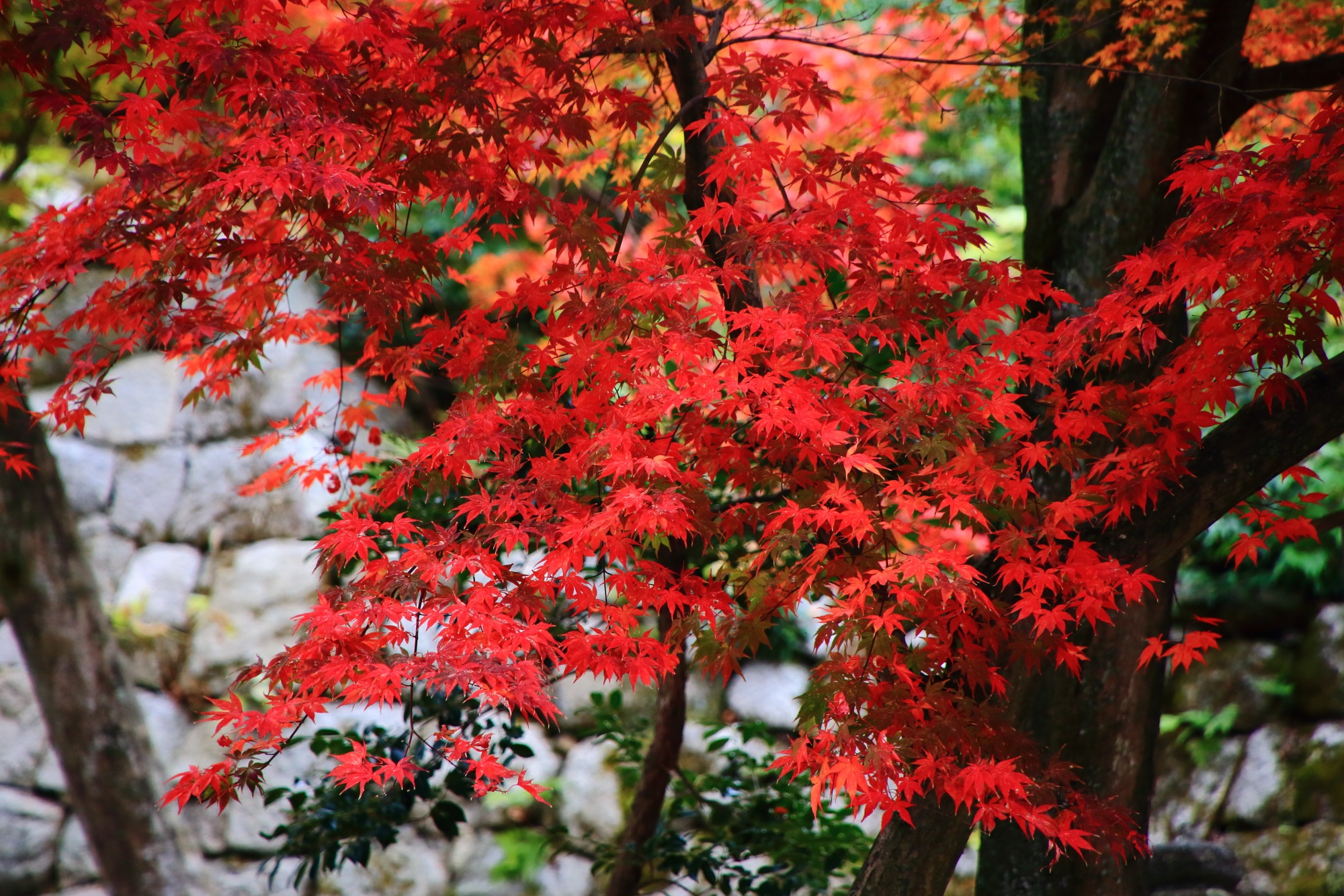 後ろの石垣が良い雰囲気を醸しだす見事な色づきの多彩な紅葉