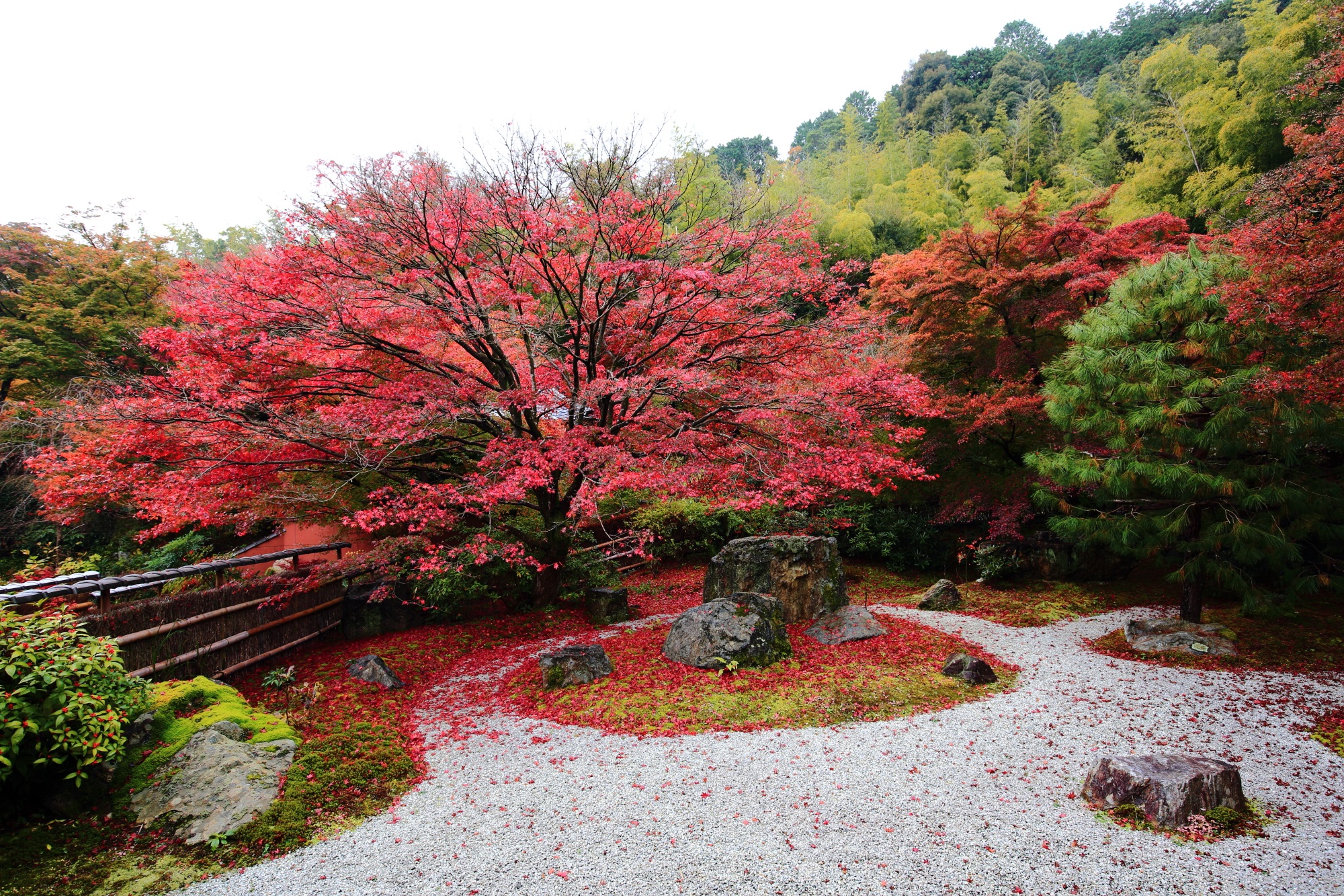 直指庵（じきしあん）の阿弥陀堂庭園の見ごろの紅葉