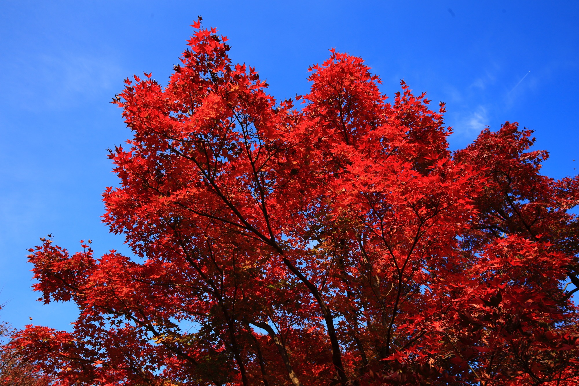 青空に映える鮮烈な赤さの紅葉