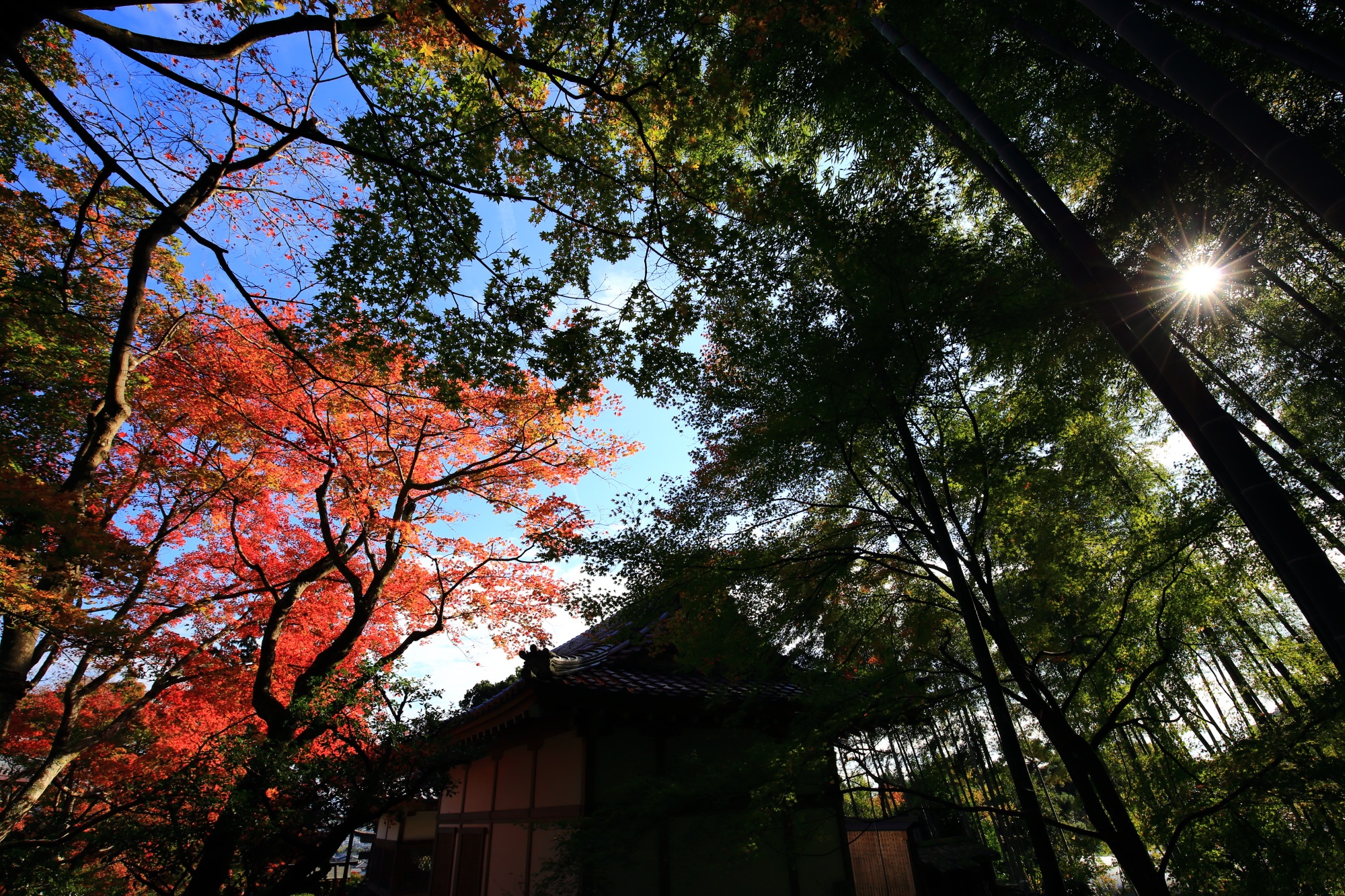 常寂光寺の妙見大菩薩と美しい紅葉と竹林