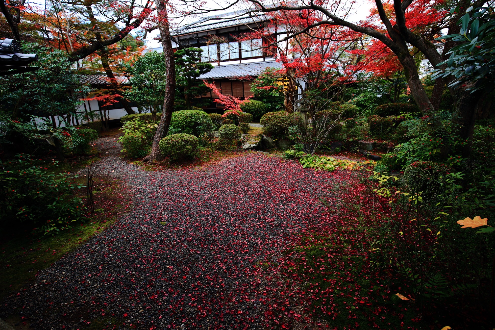 廬山寺の中庭の独特の雰囲気の散り紅葉
