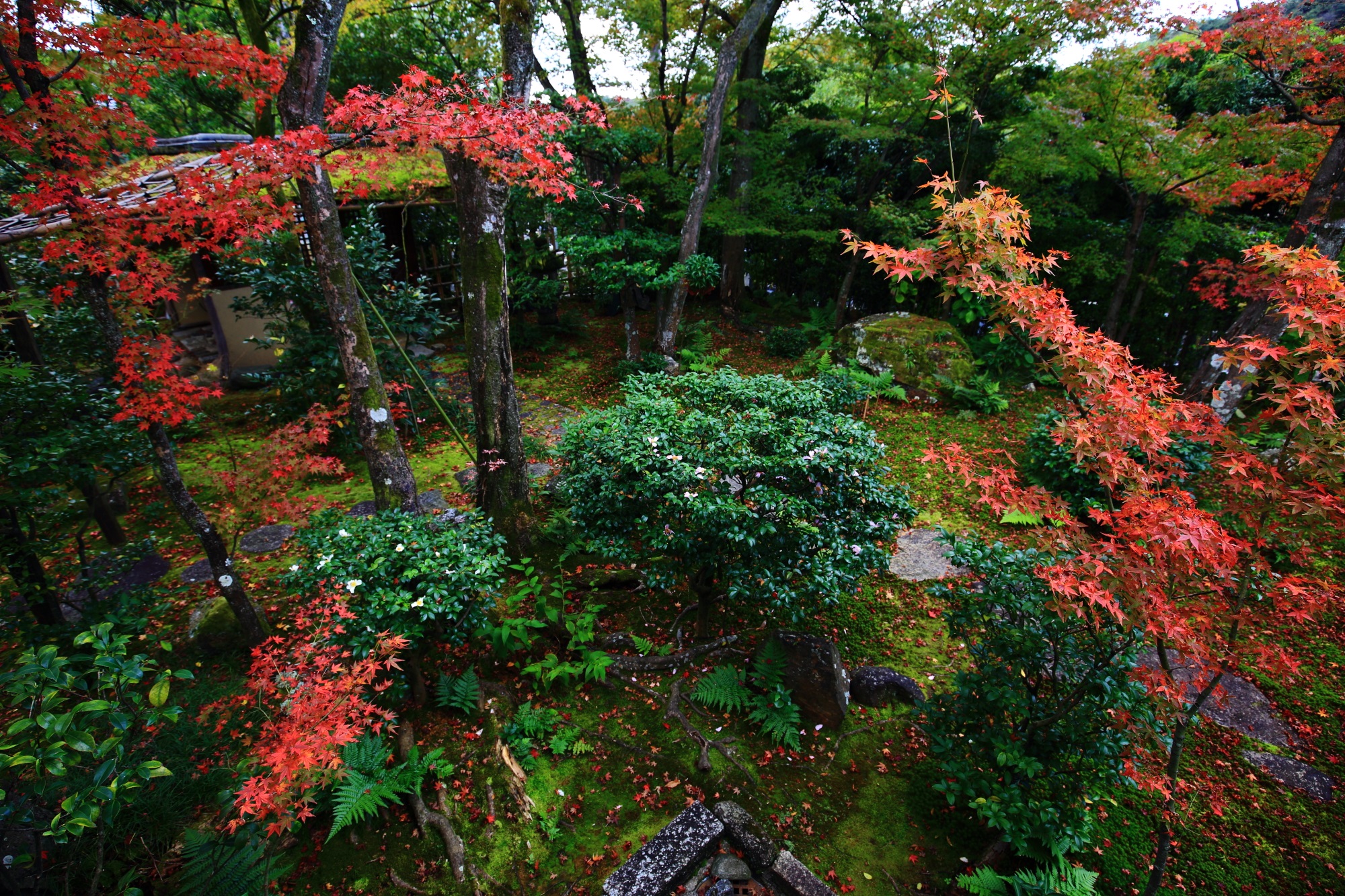 いろんな種類の緑を彩る淡い秋色の紅葉