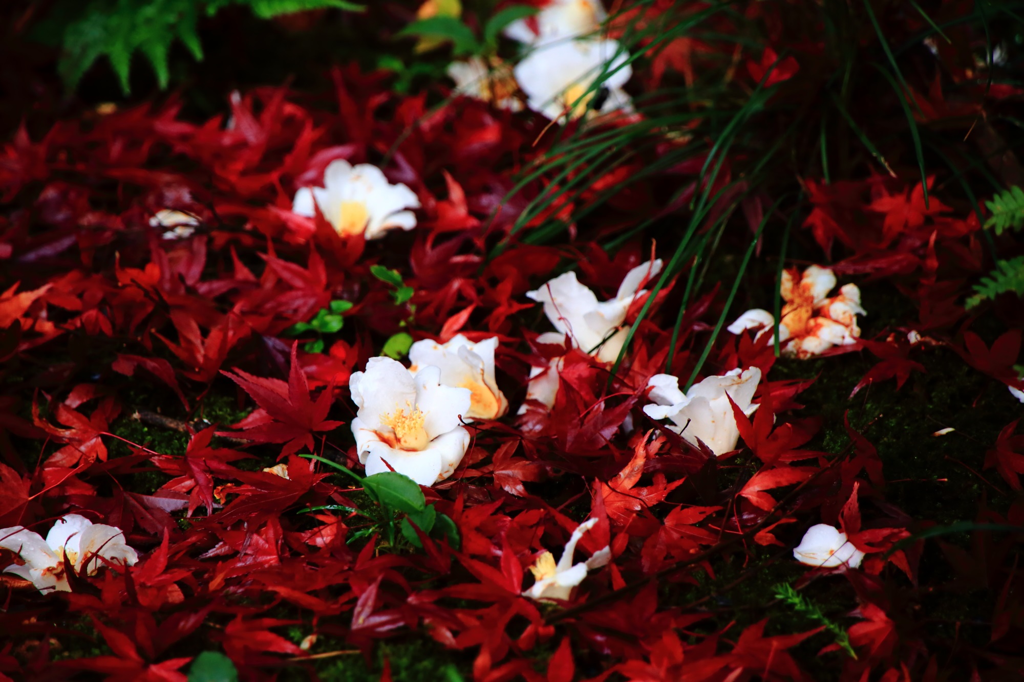紅葉の名所のほうきょういんの風情ある散りもみじと散り椿