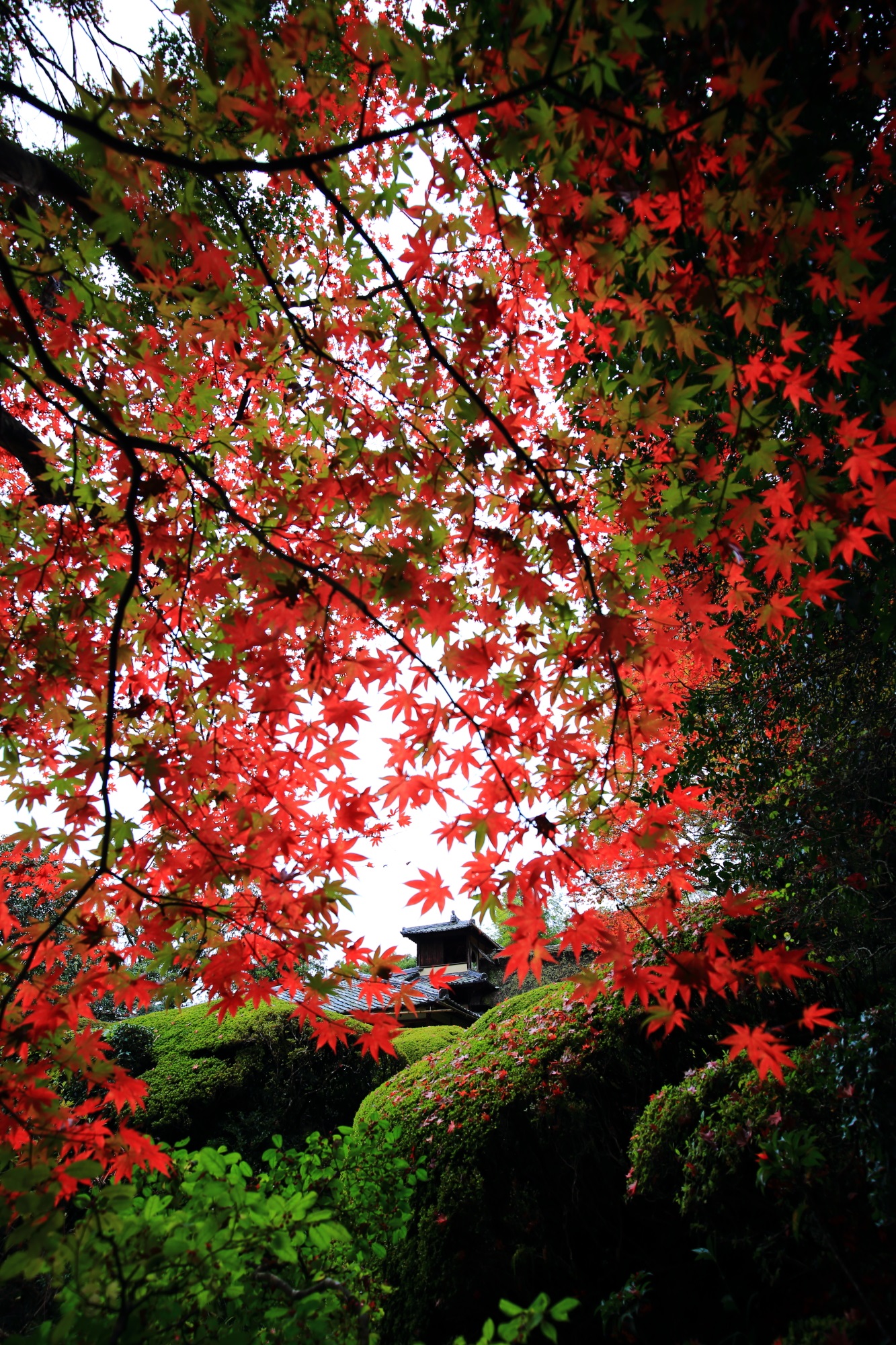 古刹の詩仙堂の嘯月楼と鮮やかな紅葉