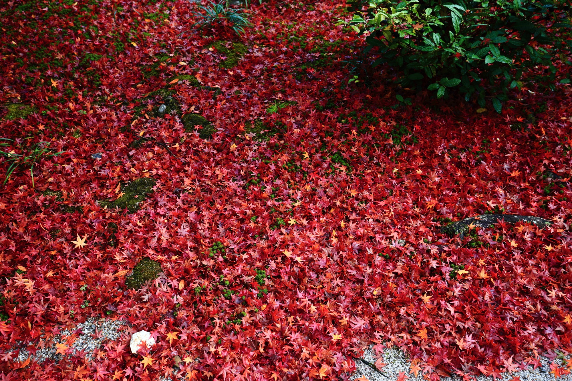 ほうきょういん 嵯峨 散りもみじ 見ごろ 紅葉の絨毯