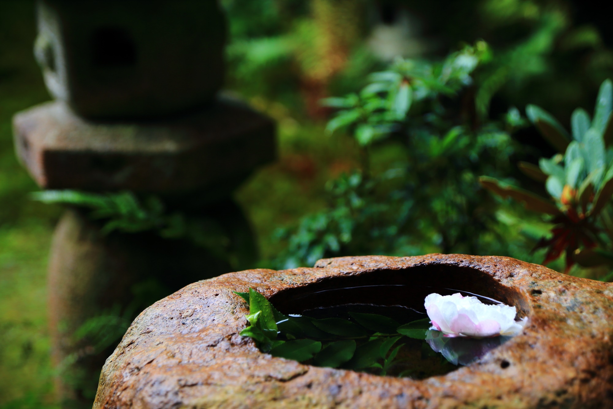 直指庵の本堂中庭の手水鉢と花