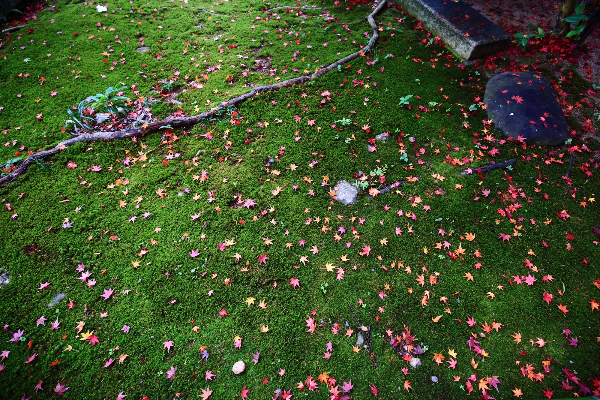 宝筐院の入口付近の苔と美しい散りもみじ