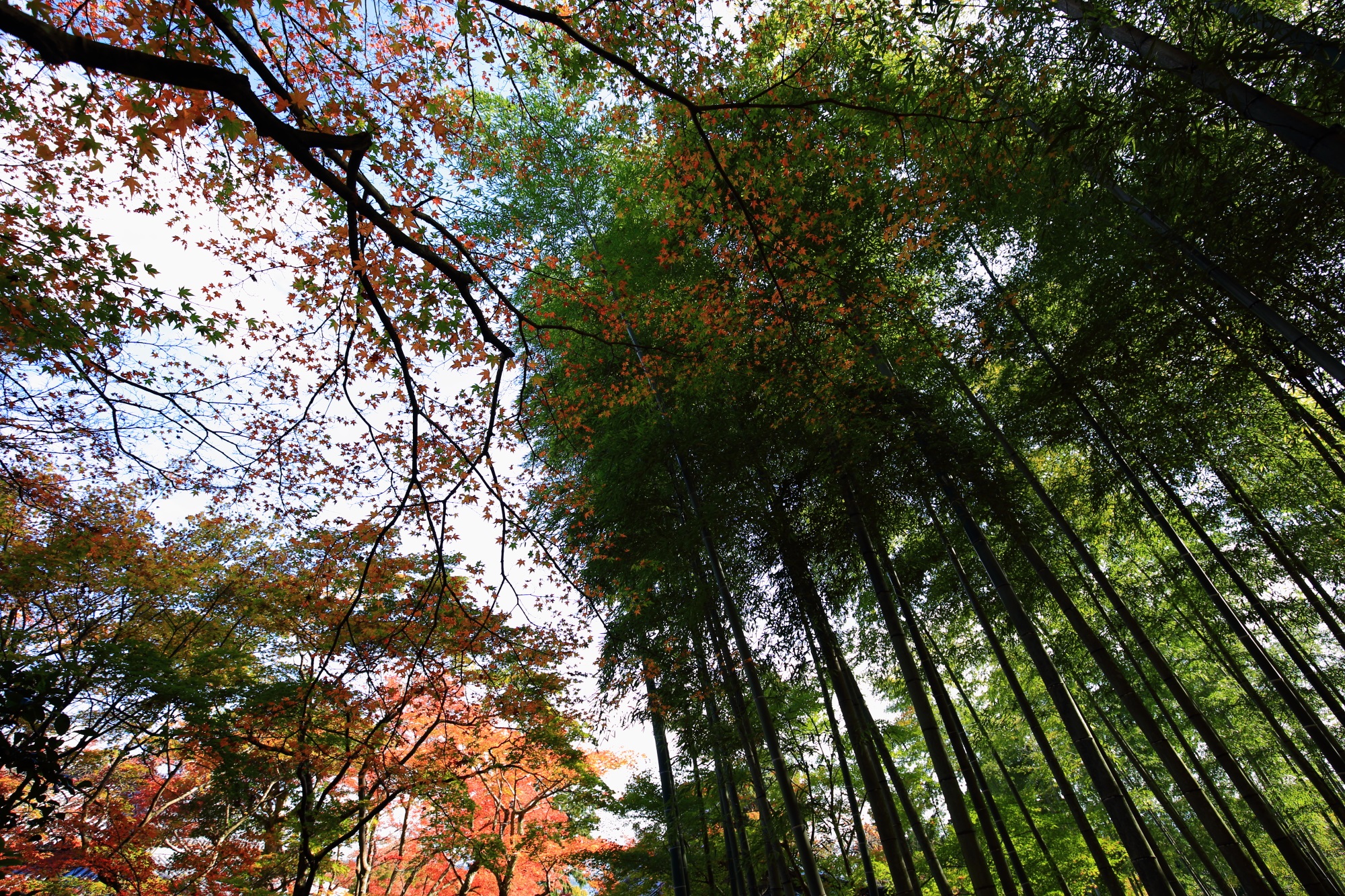 常寂光寺の妙見大菩薩前の紅葉と優美な竹林