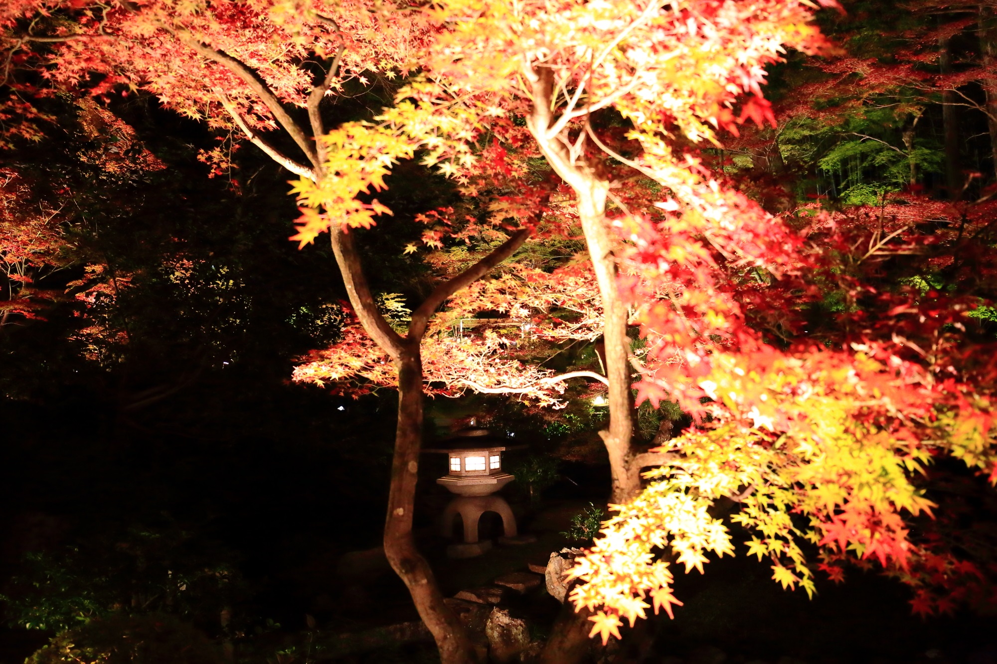 もみじの名所の金戒光明寺の方丈北庭の灯篭と紅葉のライトアップ