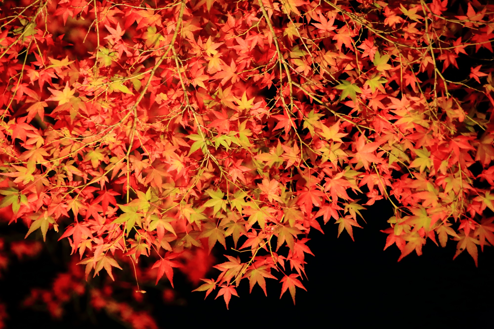 もみじの名所のくろ谷 金戒光明寺の方丈北庭のライトアップされた優美な紅葉