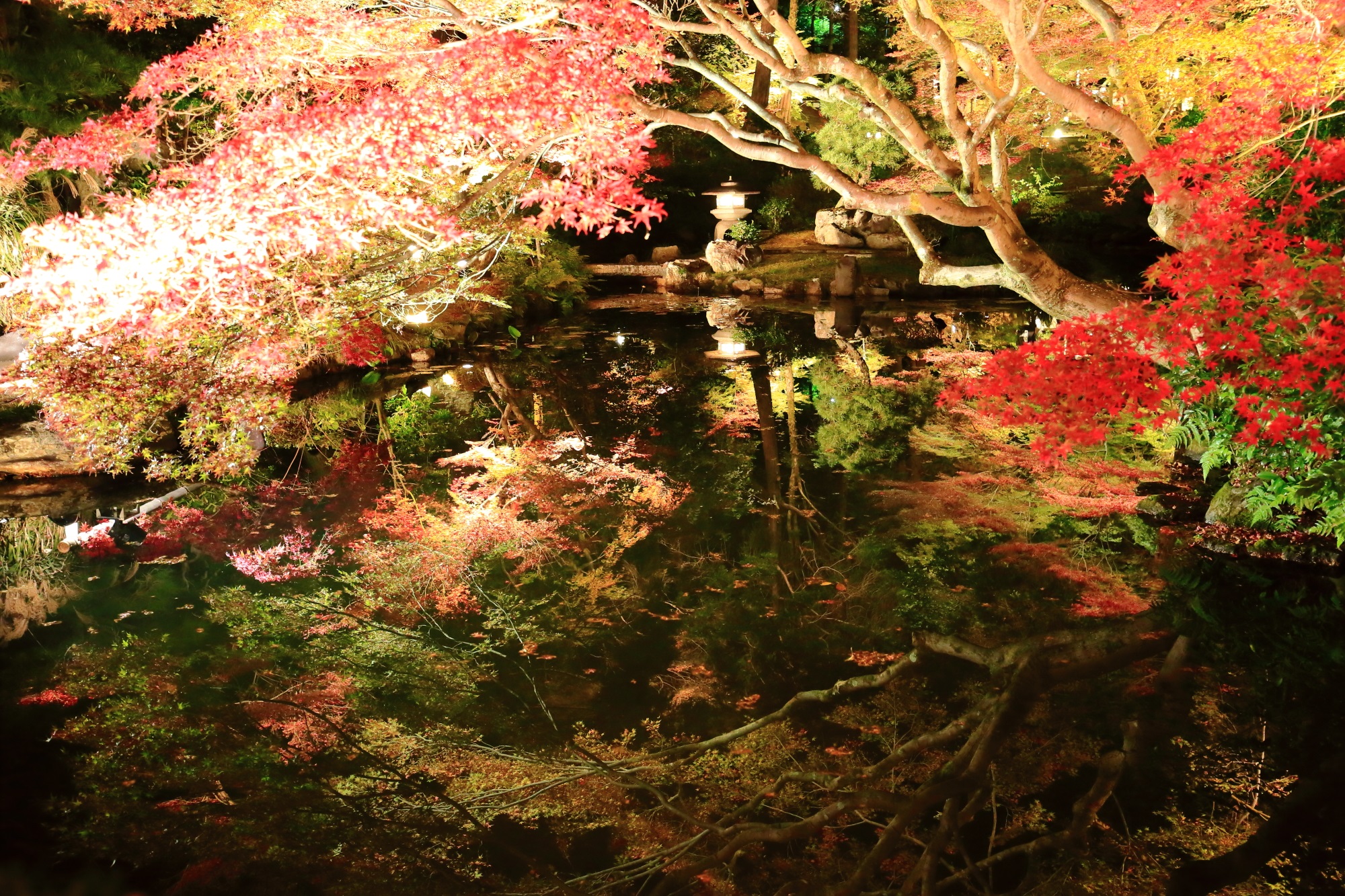 紅葉の名所の金戒光明寺の方丈北庭の幻想的な紅葉ライトアップと水鏡