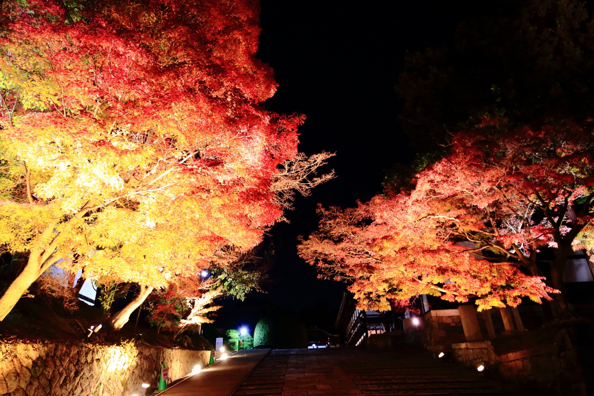金戒光明寺の東坂の鮮やかな紅葉のライトアップ