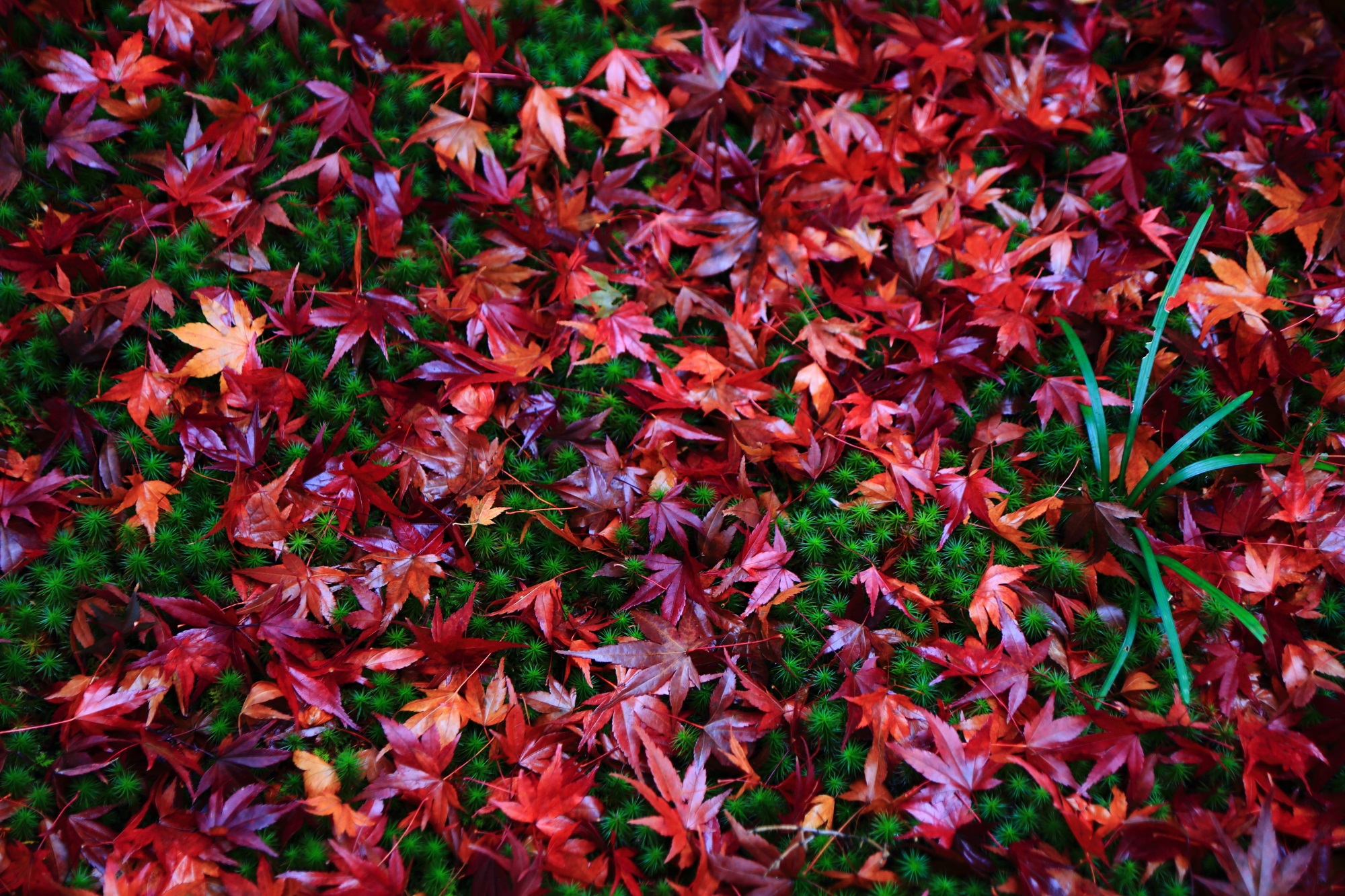 宝筐院の美しい緑の苔と赤い散りもみじ 2015年11月