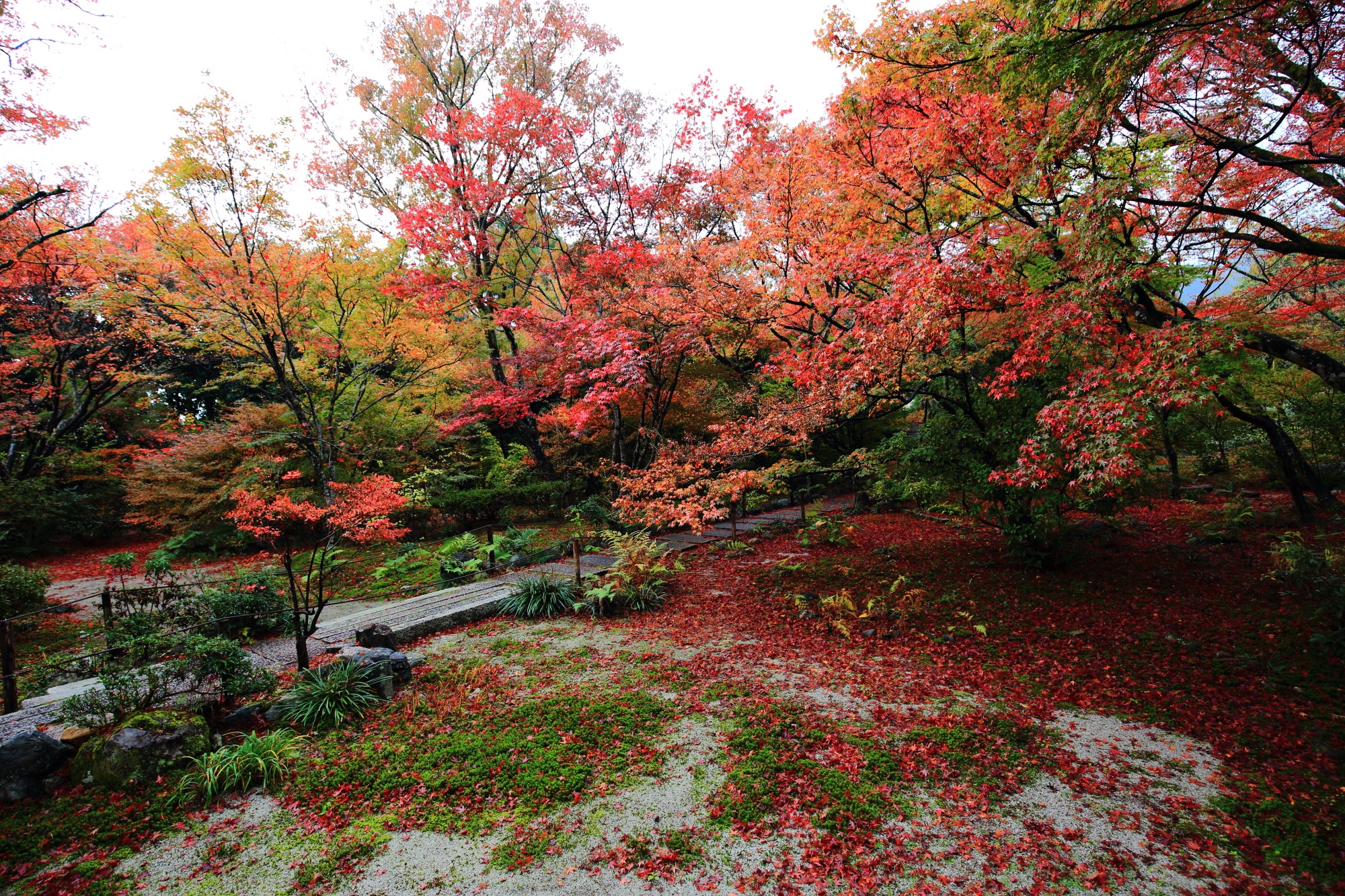 紅葉の名所の宝筐院の鮮やかな散りもみじと白砂