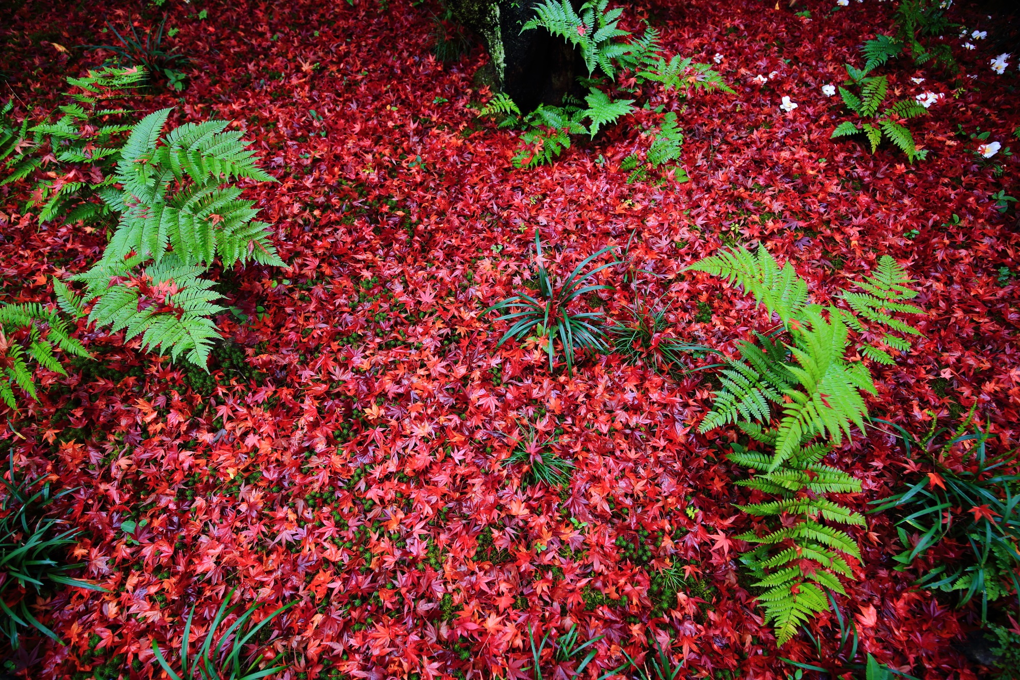紅葉の名所の嵯峨宝筐院の赤い紅葉の絨毯