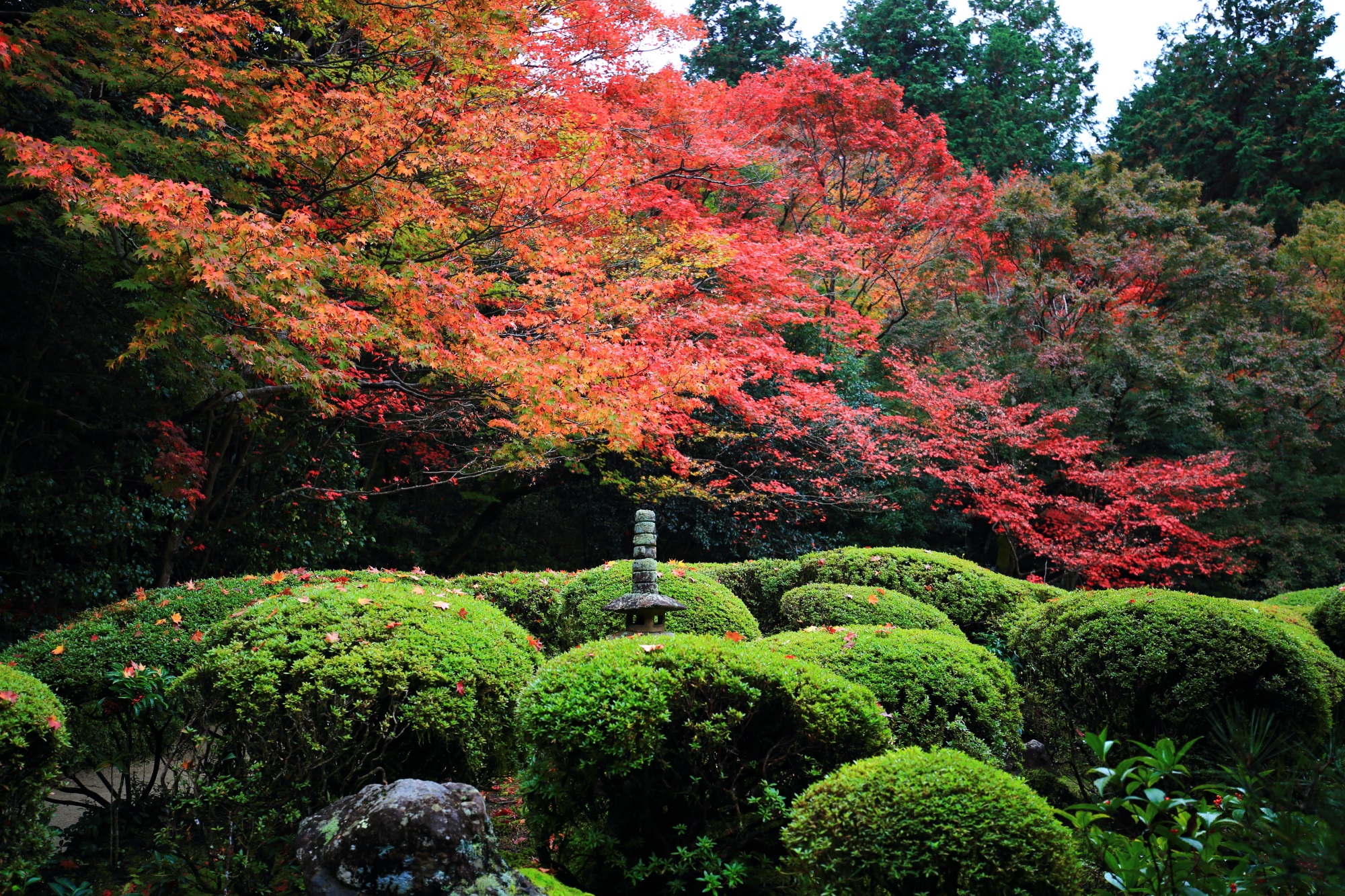 京都のもみじの名所の詩仙堂の見ごろの紅葉