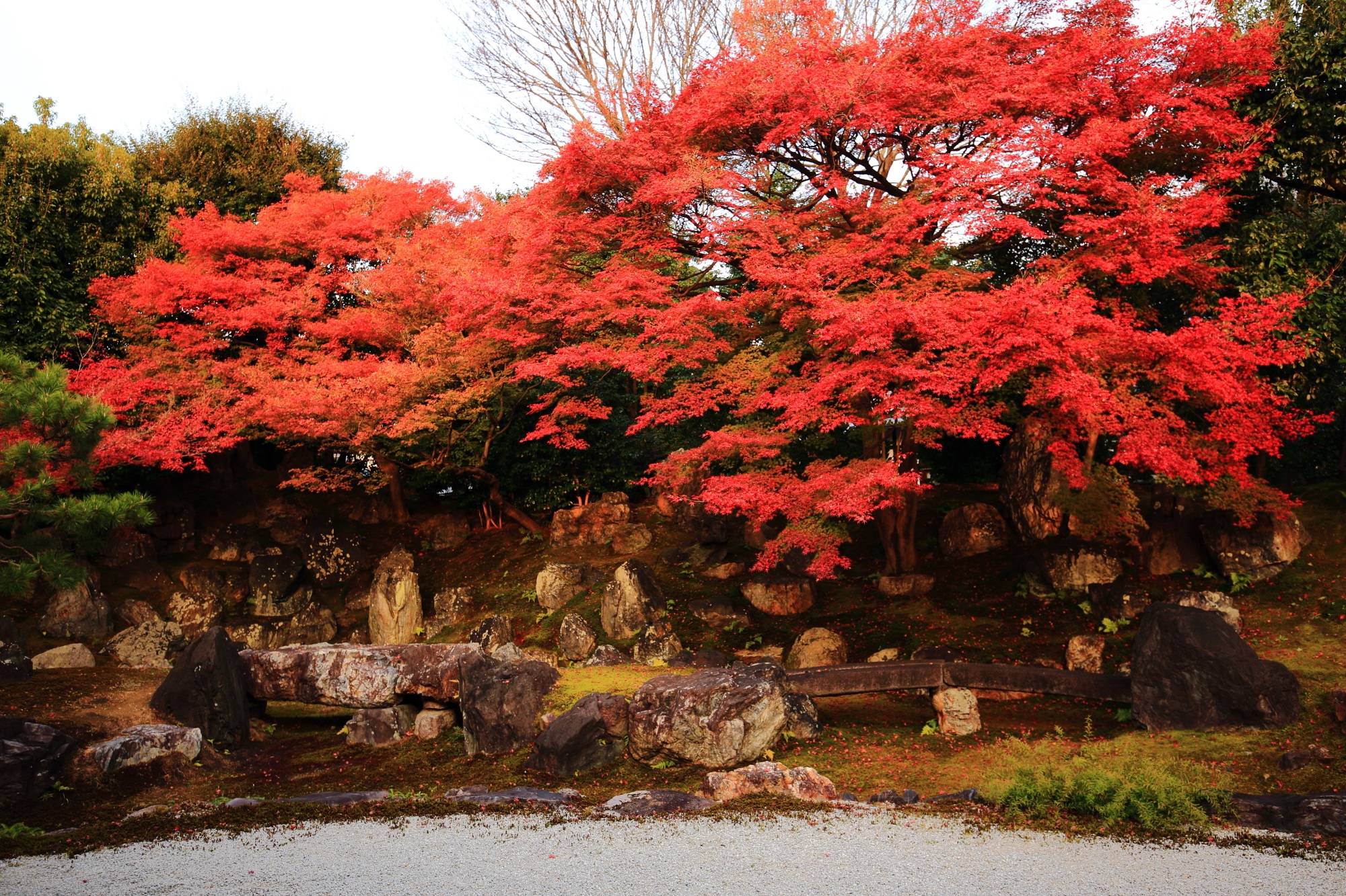 圓徳院 紅葉　力強い庭園と美しい紅葉