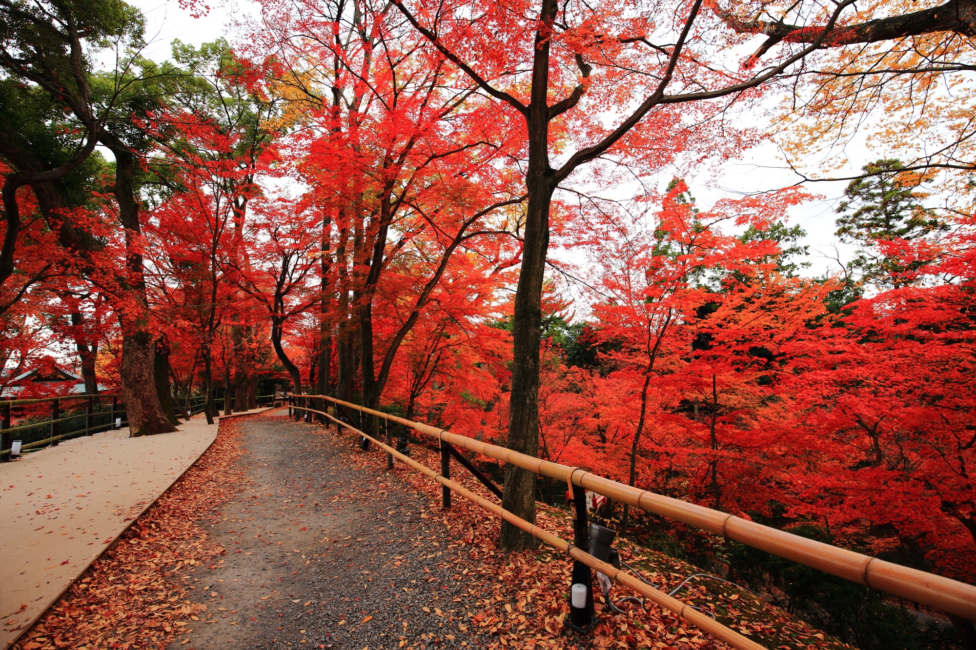 Kyoto Kitano-Tenmangu Shrine colored leaves 見ごろ もみじ苑