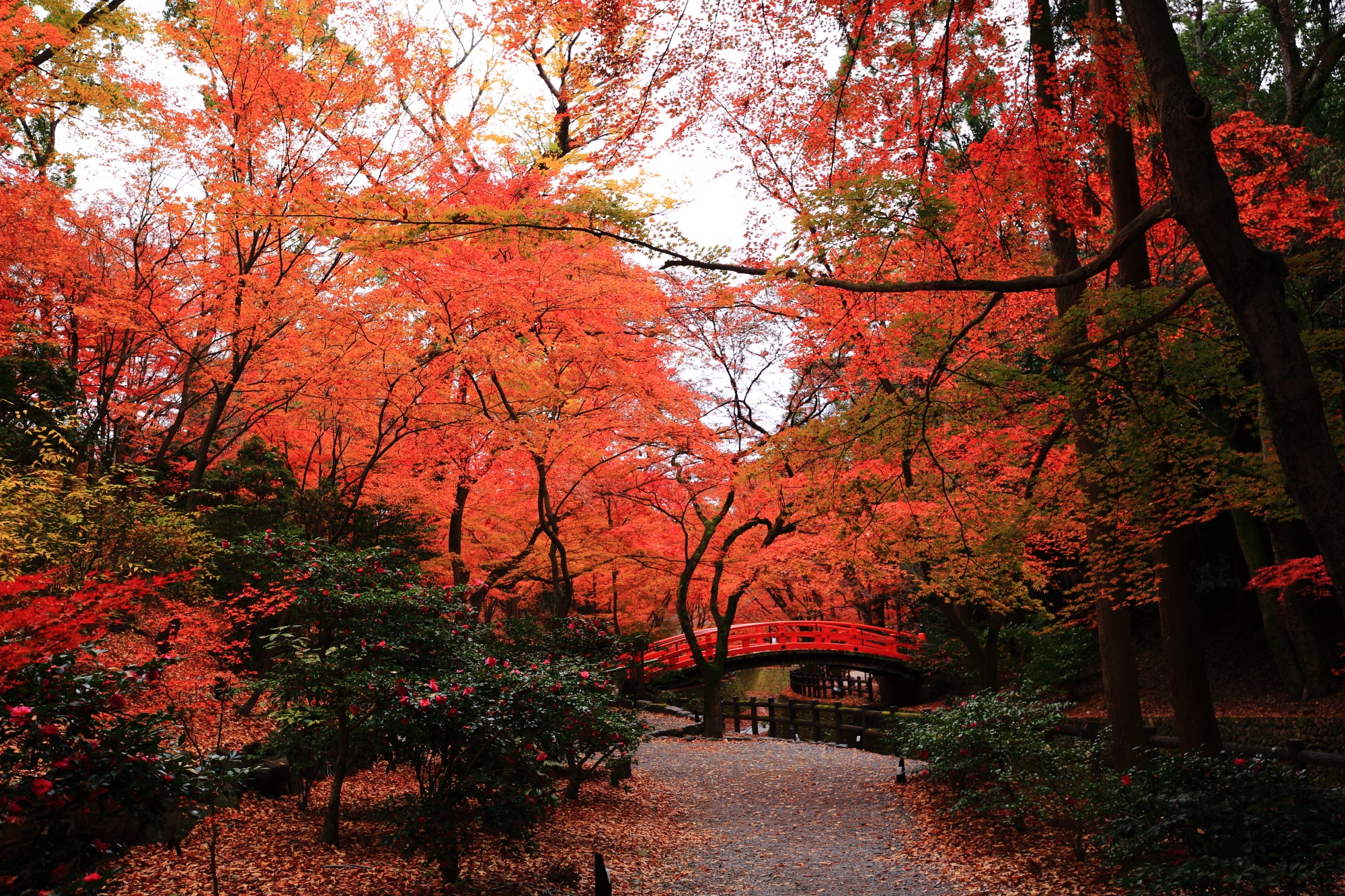 北野天満宮の見ごろの優美な紅葉と鶯橋