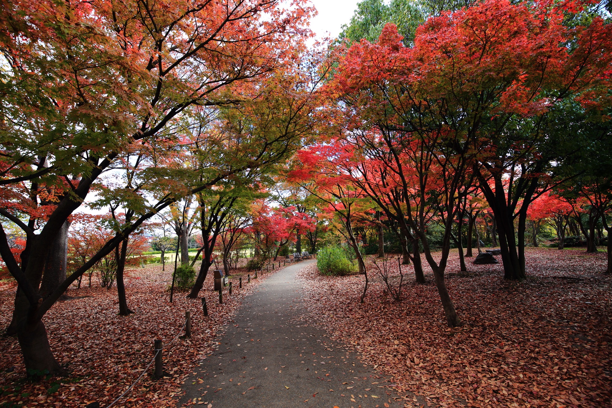 梅小路公園の綺麗な見ごろの紅葉