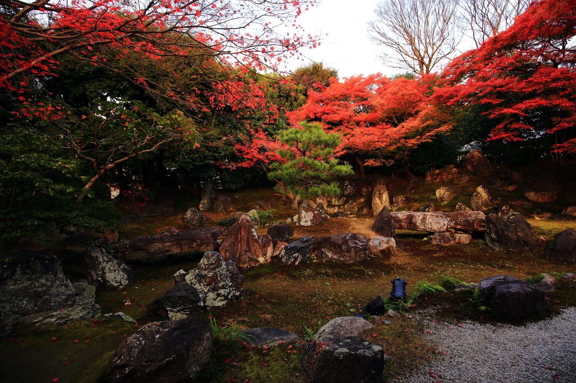 紅葉の名所の高台寺圓徳院の力強い岩と優美な紅葉と