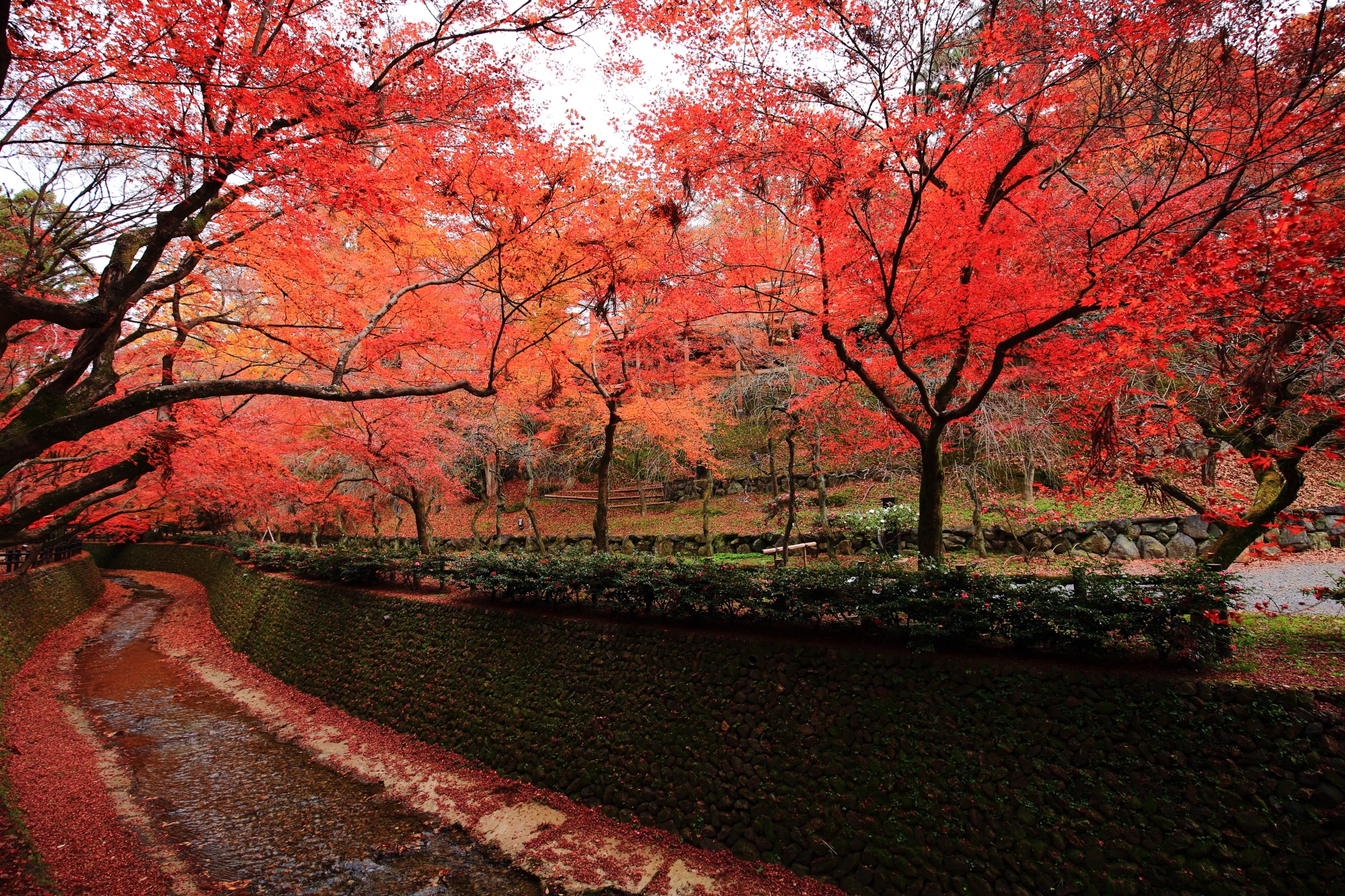 Kyoto Kitano-Tenmangu Shrine autumn leaves 見ごろ もみじ苑 紙屋川