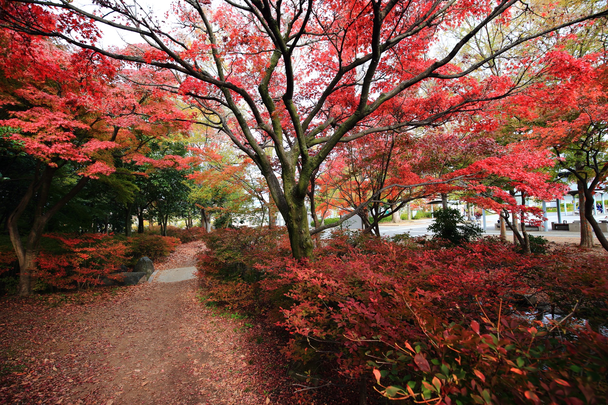 美しい紅葉につつまれた梅小路公園