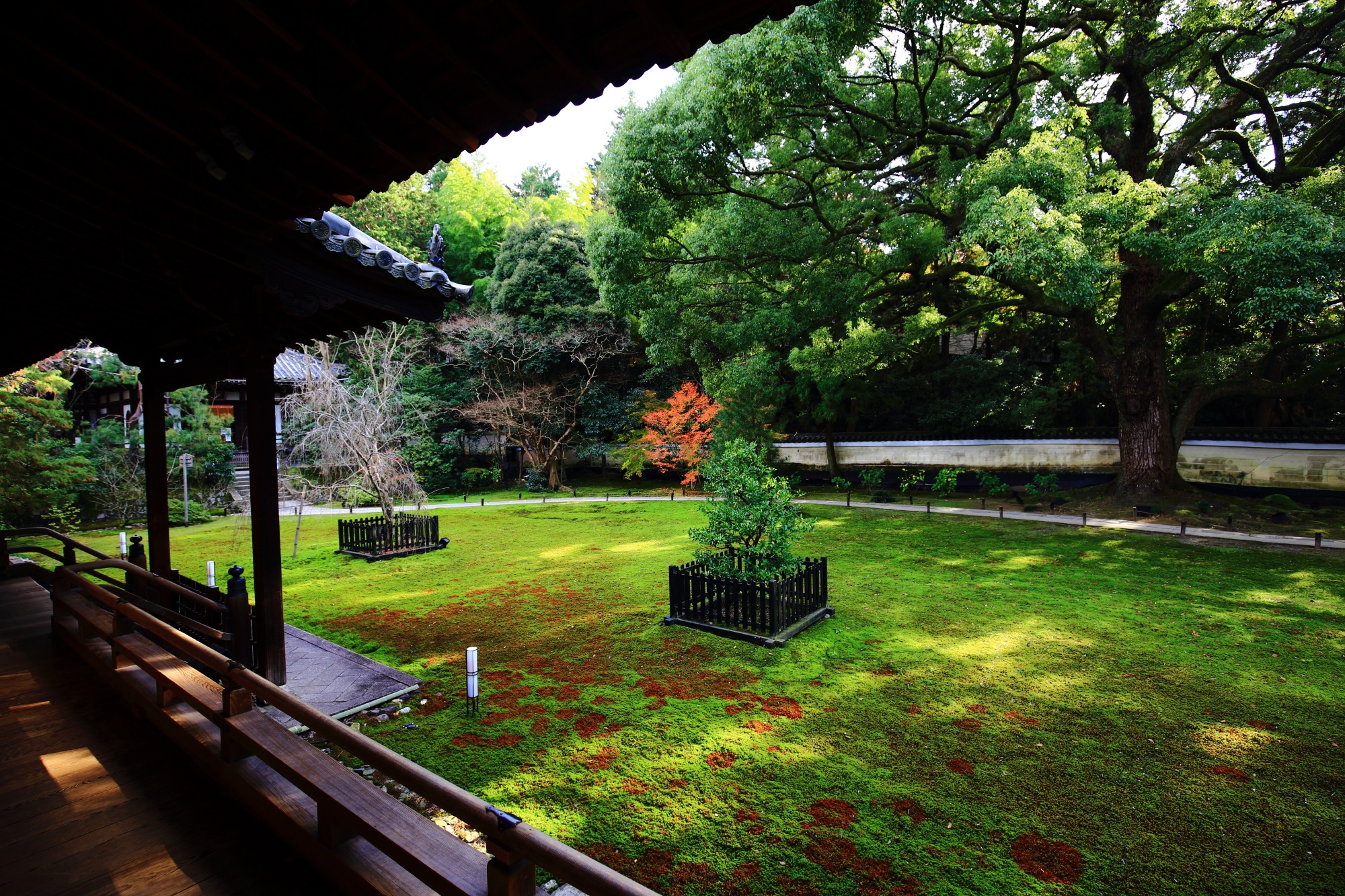 青蓮院門跡の宸殿前の庭園の優美な苔と楠と紅葉