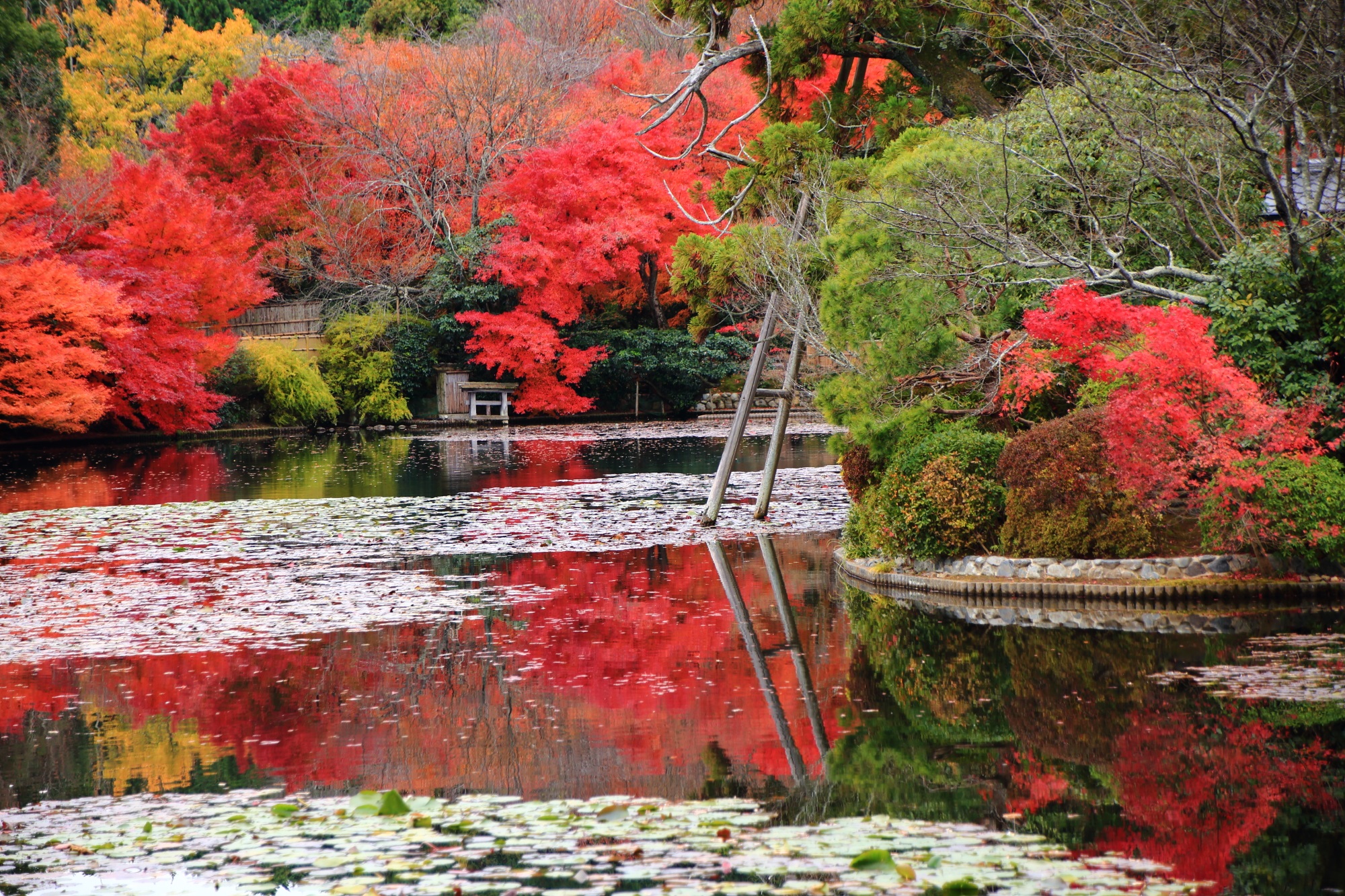 Ryoan-ji Temple Kyoto autumn leaves