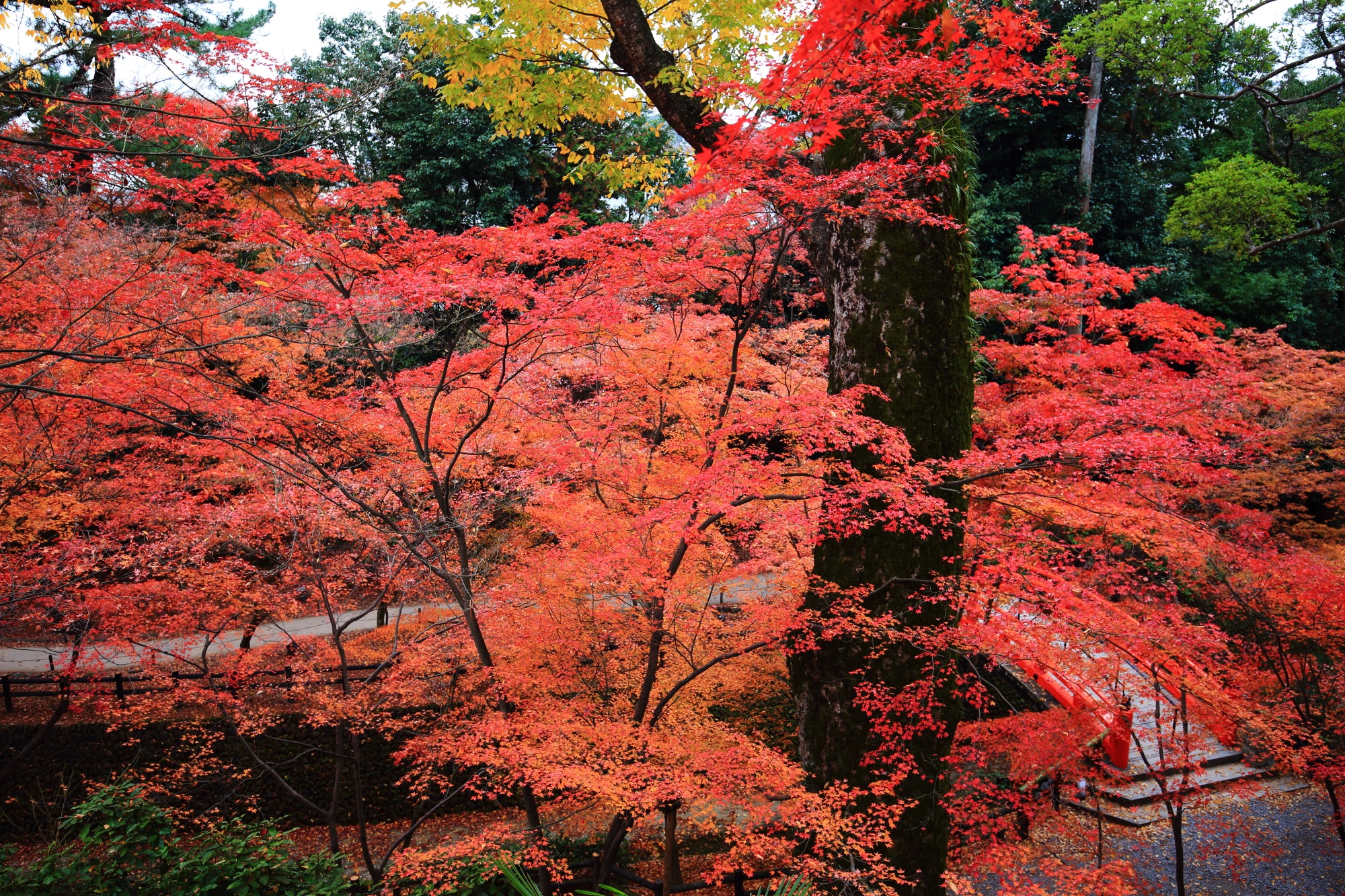 北野神社の見ごろの鮮やかな紅葉