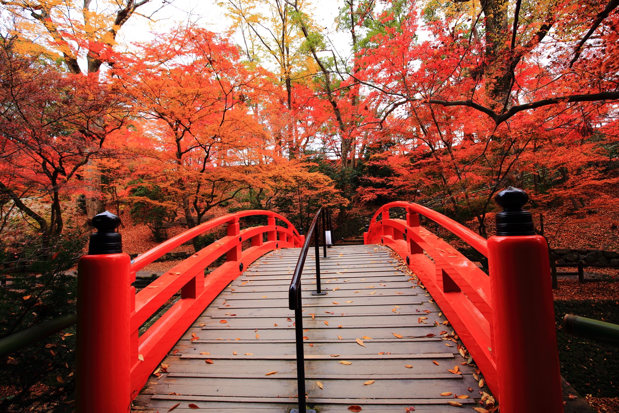 Kitano-Tenmangu Shrine Kyoto colored leaves 見ごろ もみじ苑