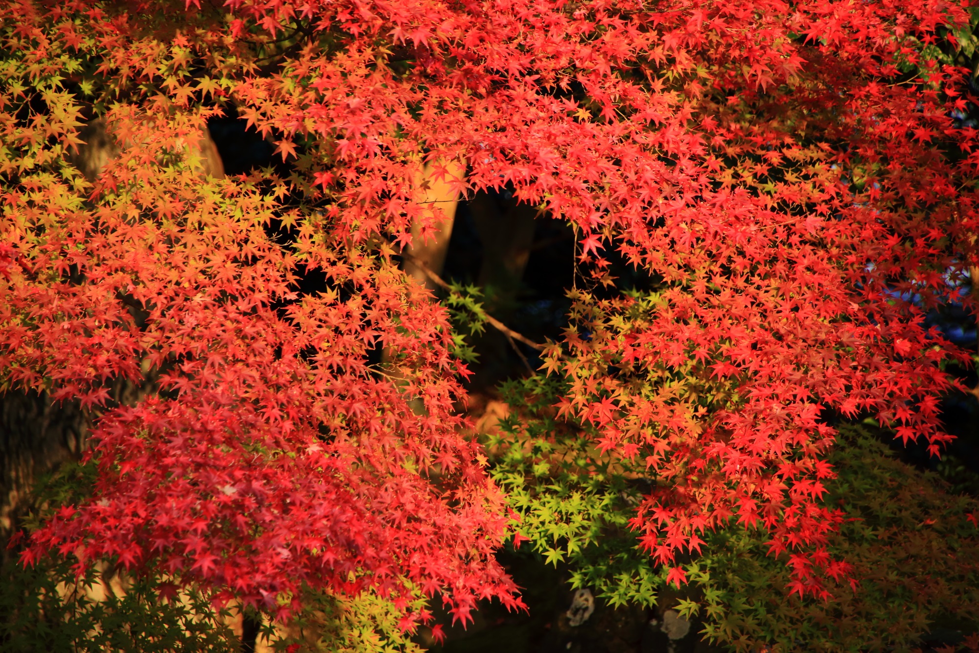 もみじの名所の圓徳院の夕陽に照らされた優美な見ごろの紅葉