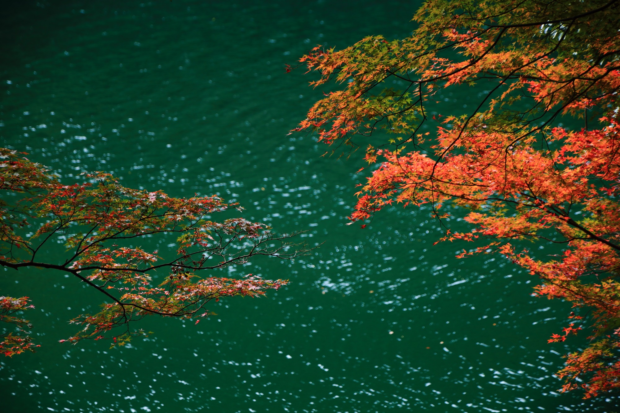 紅葉名所の宇治川の穏やかで綺麗な水ともみじ