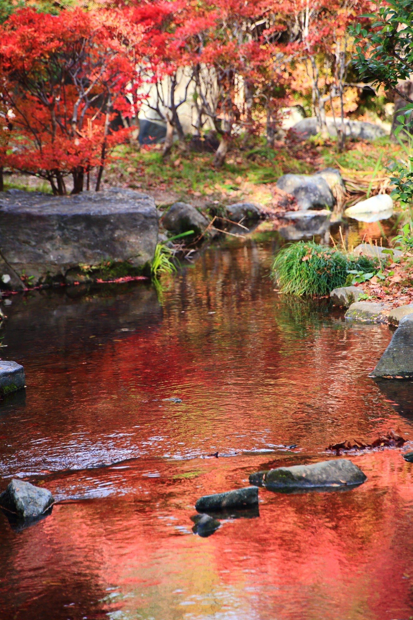 もみじの名所の梅小路公園（うめこうじこうえん）の見ごろの紅葉と幻想的な水鏡