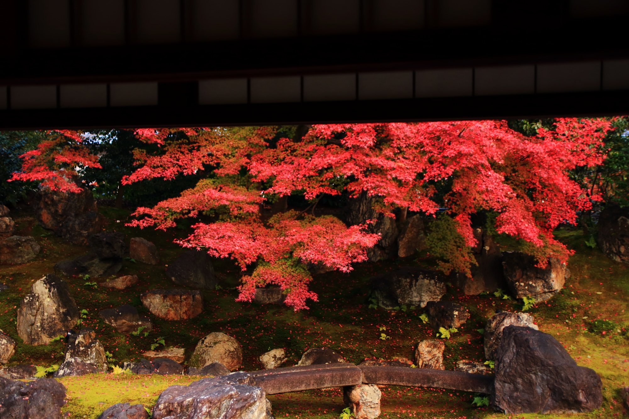 ねね縁の高台寺塔頭の圓徳院北庭の見ごろの綺麗な紅葉と岩
