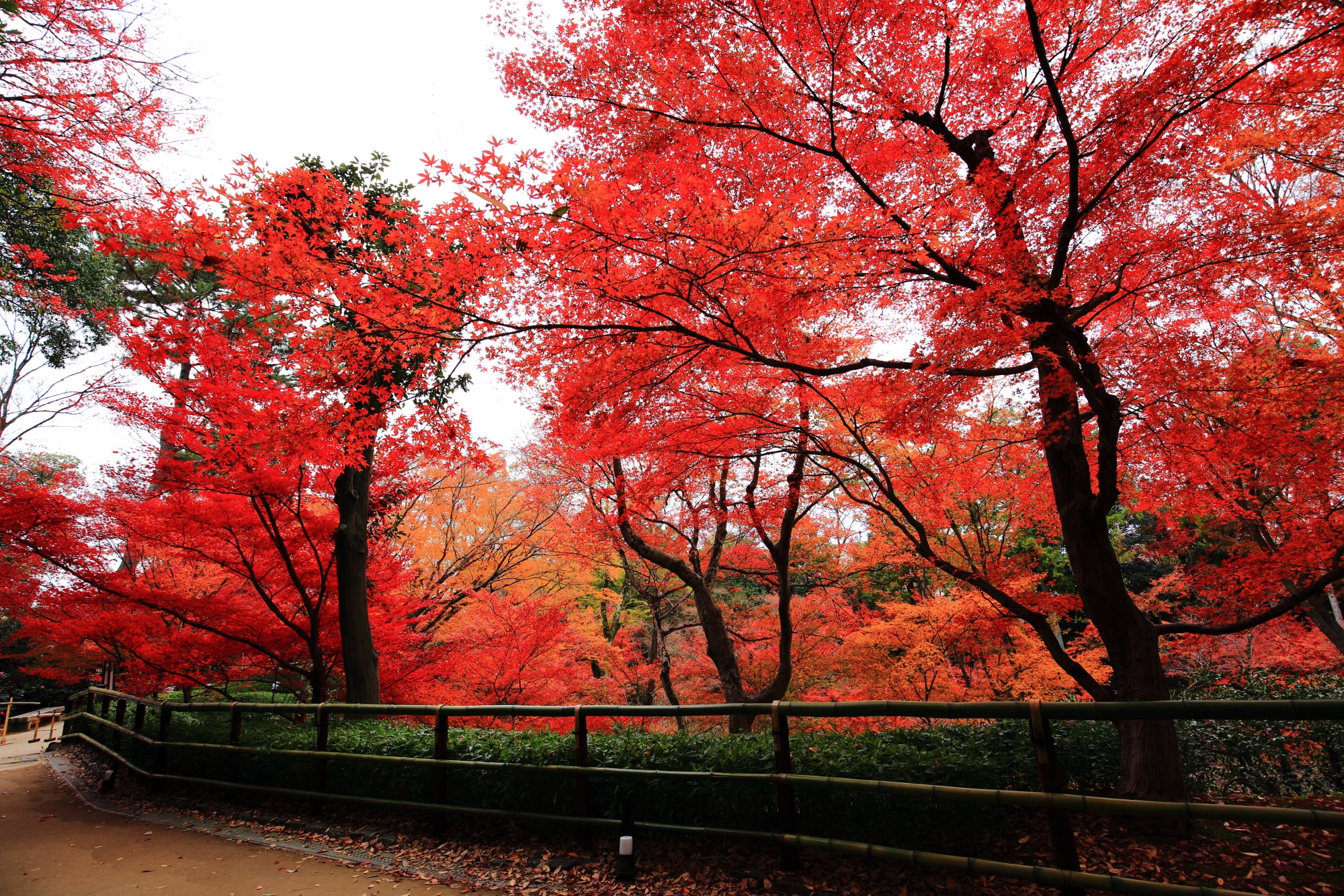Kitano-Tenmangu Shrine Kyoto autumn leaves 見ごろ もみじ苑 北野天満宮
