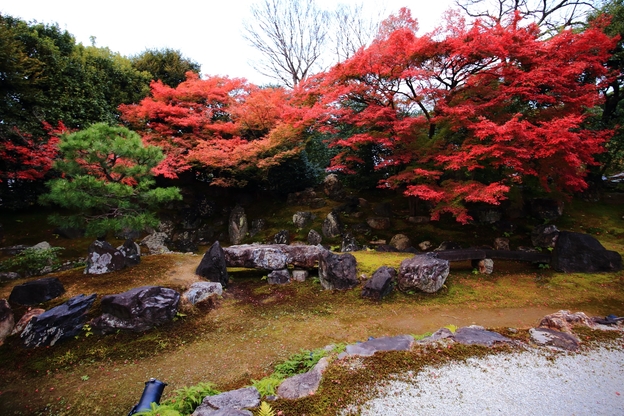 見ごろの鮮やかな紅葉につつまれた高台寺圓徳院の北庭