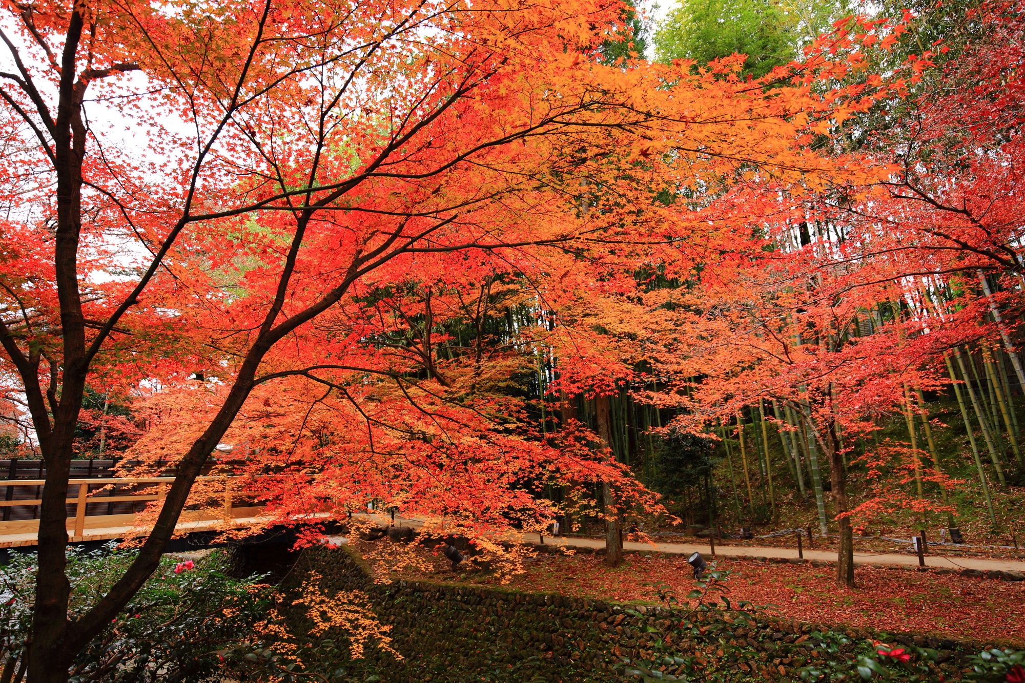 きたのてんまんぐうの見ごろの鮮やかな紅葉と竹林