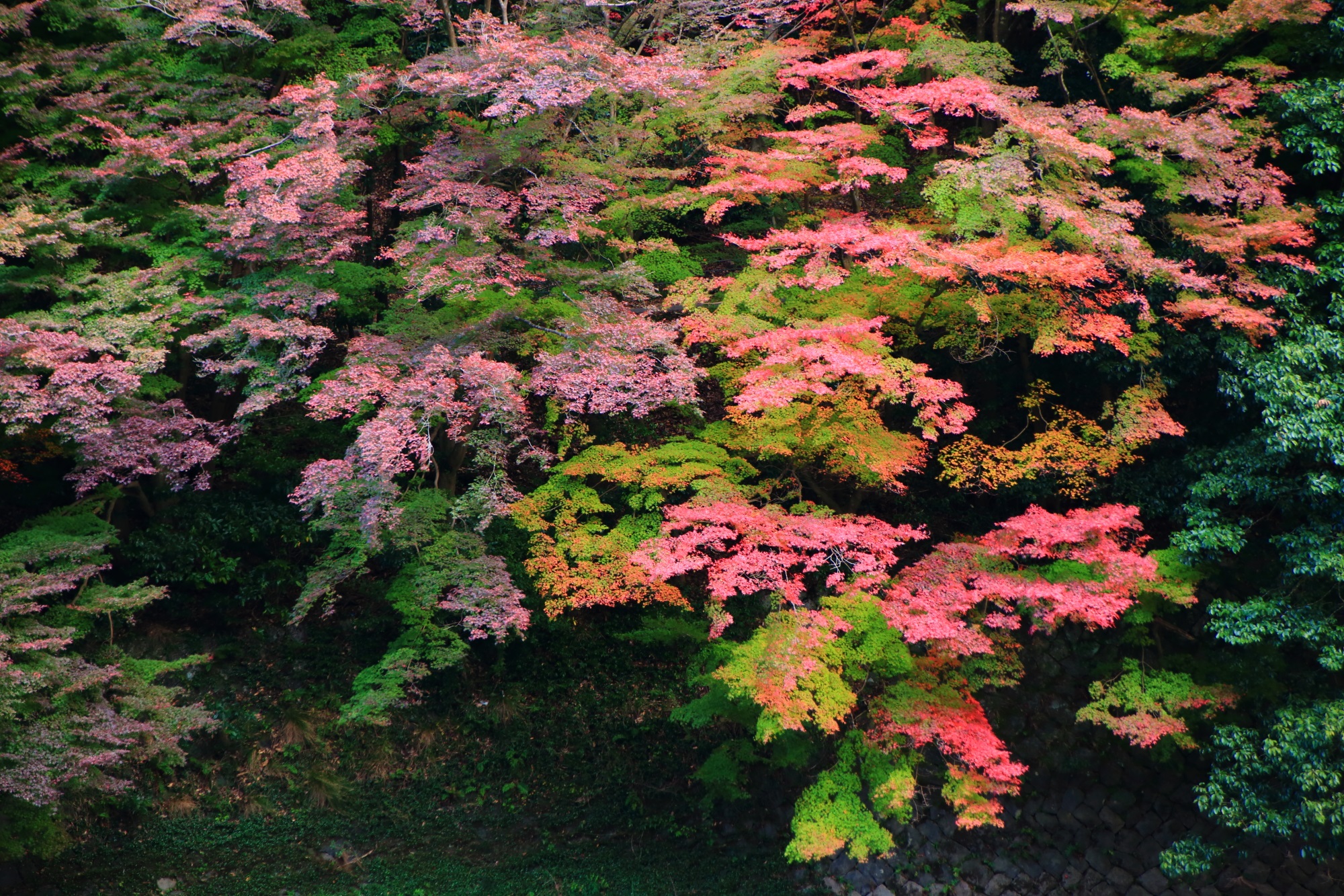 色とりどりの紅葉につつまれた長閑な宇治川