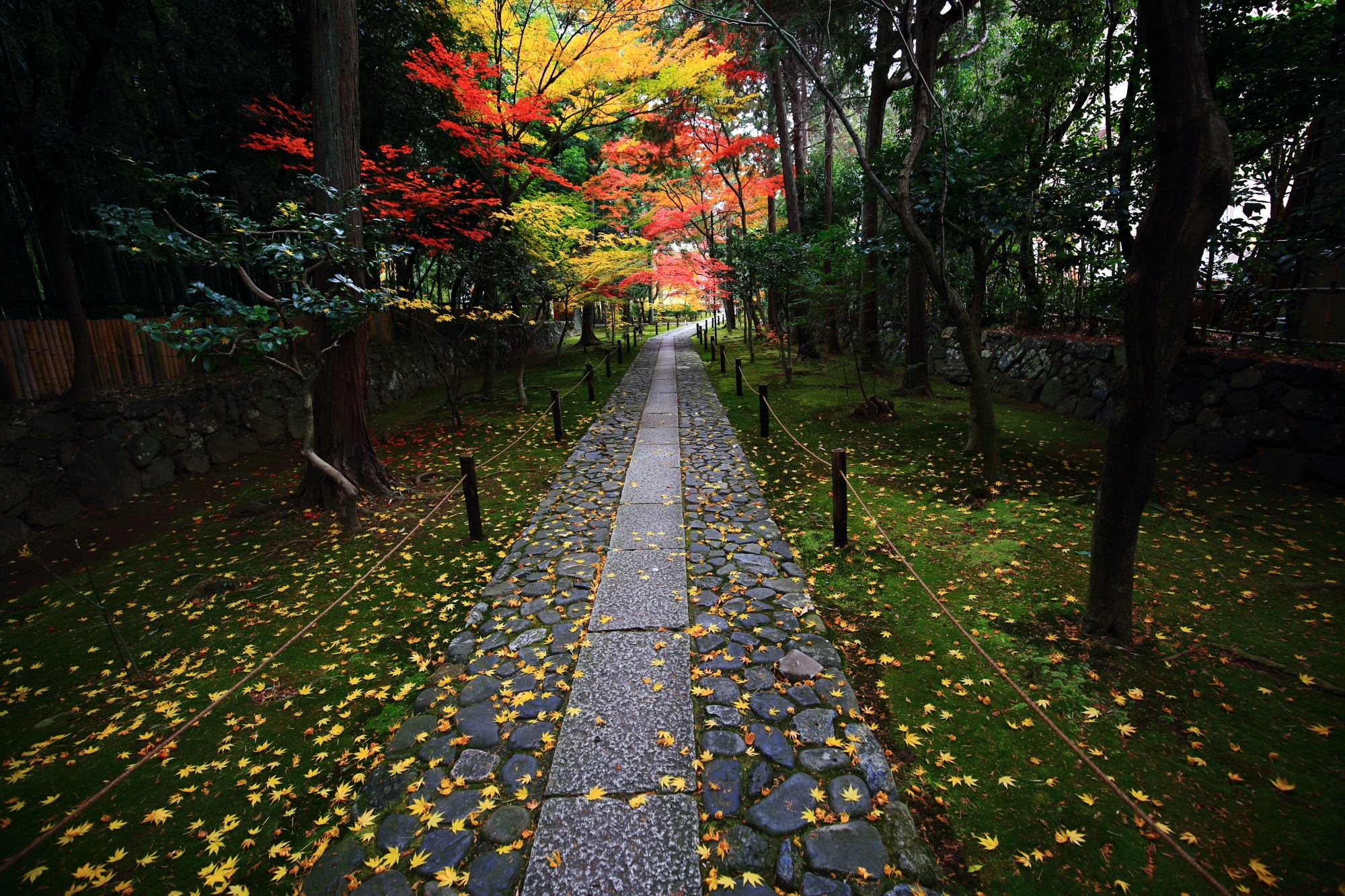 Kyoto Rokuoin-Temple colored leaves 見ごろ 散りもみじ 参道 秋 風情 鹿王院