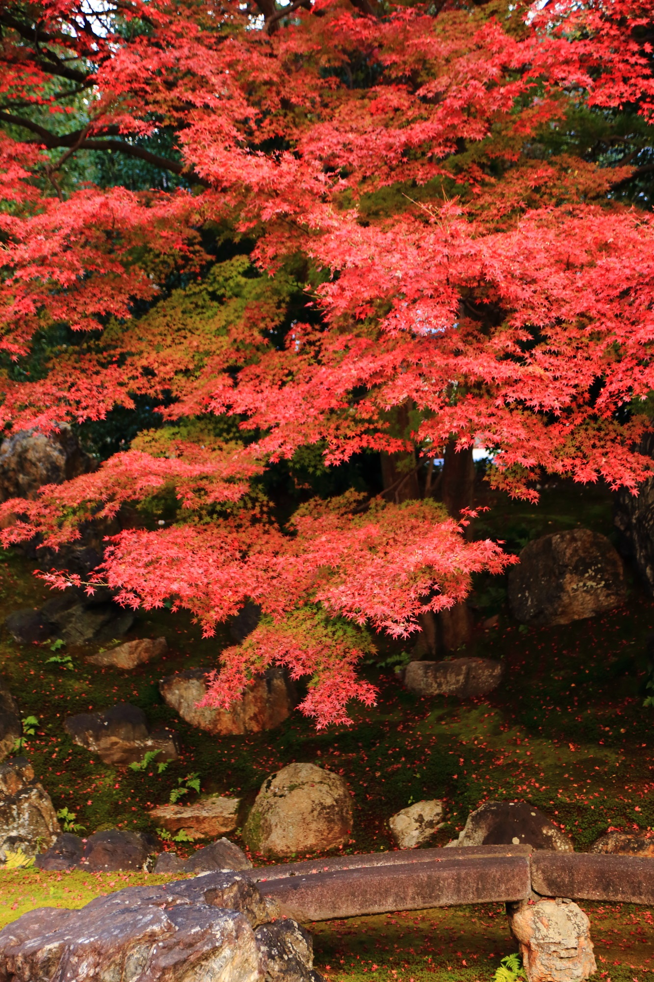 えんとくいんの北庭の美しい見ごろの紅葉と岩