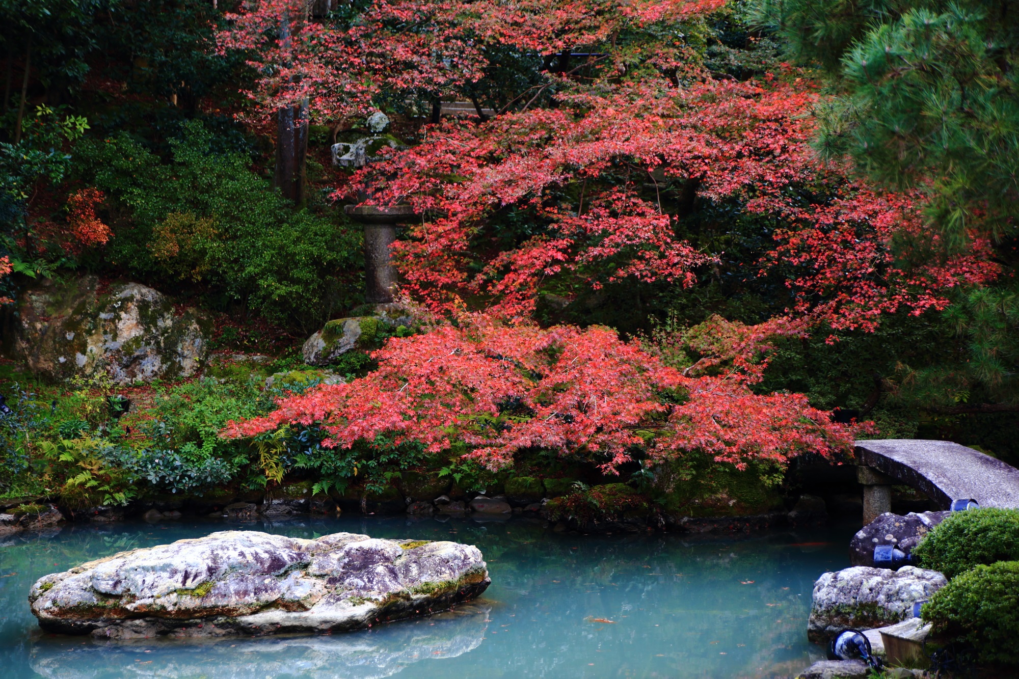 紅葉につつまれた青蓮院門跡の相阿弥の庭と龍心池