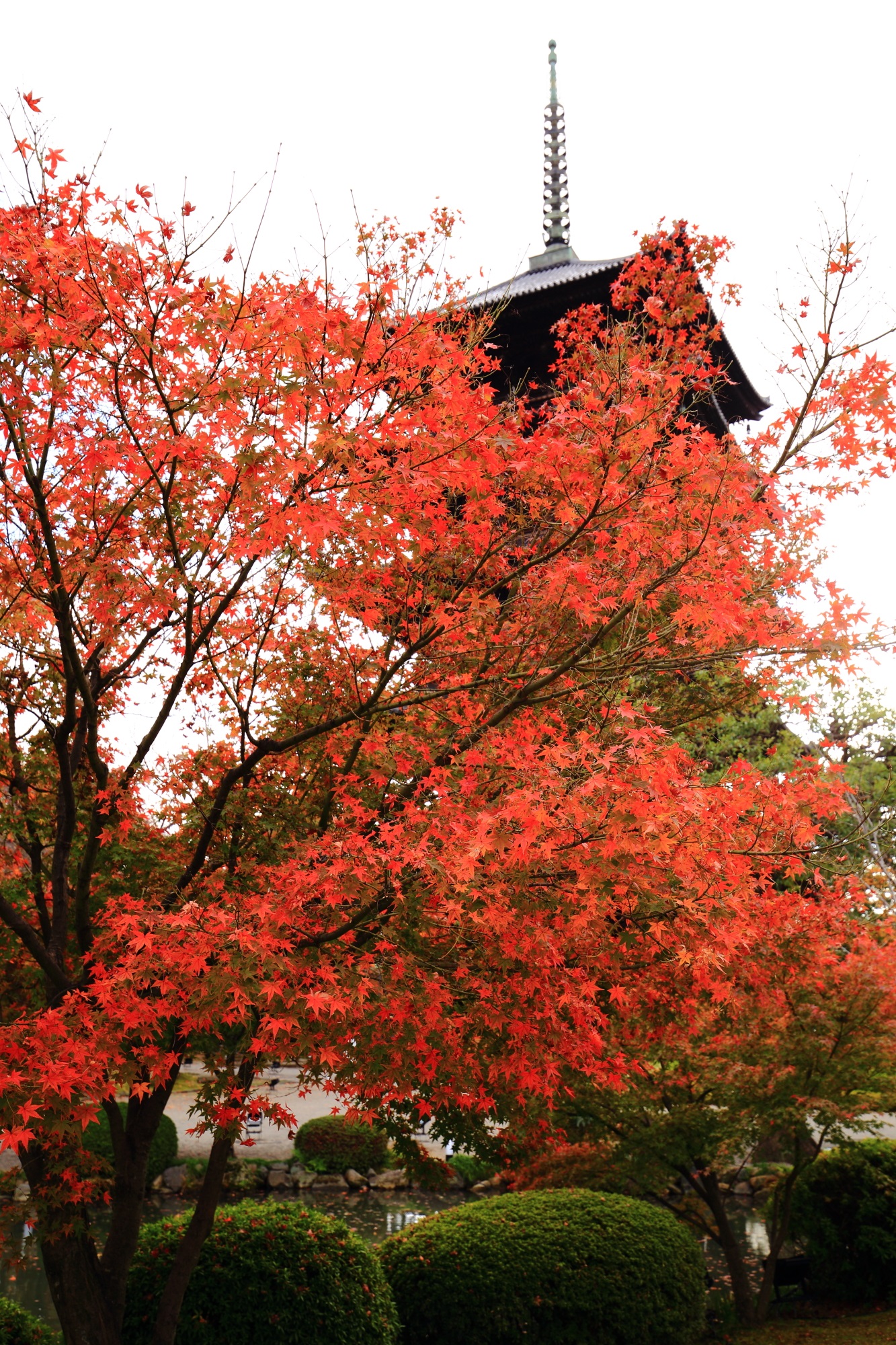 Kyoto Toji-Temple autumn leaves 五重塔 もみじ 見ごろ
