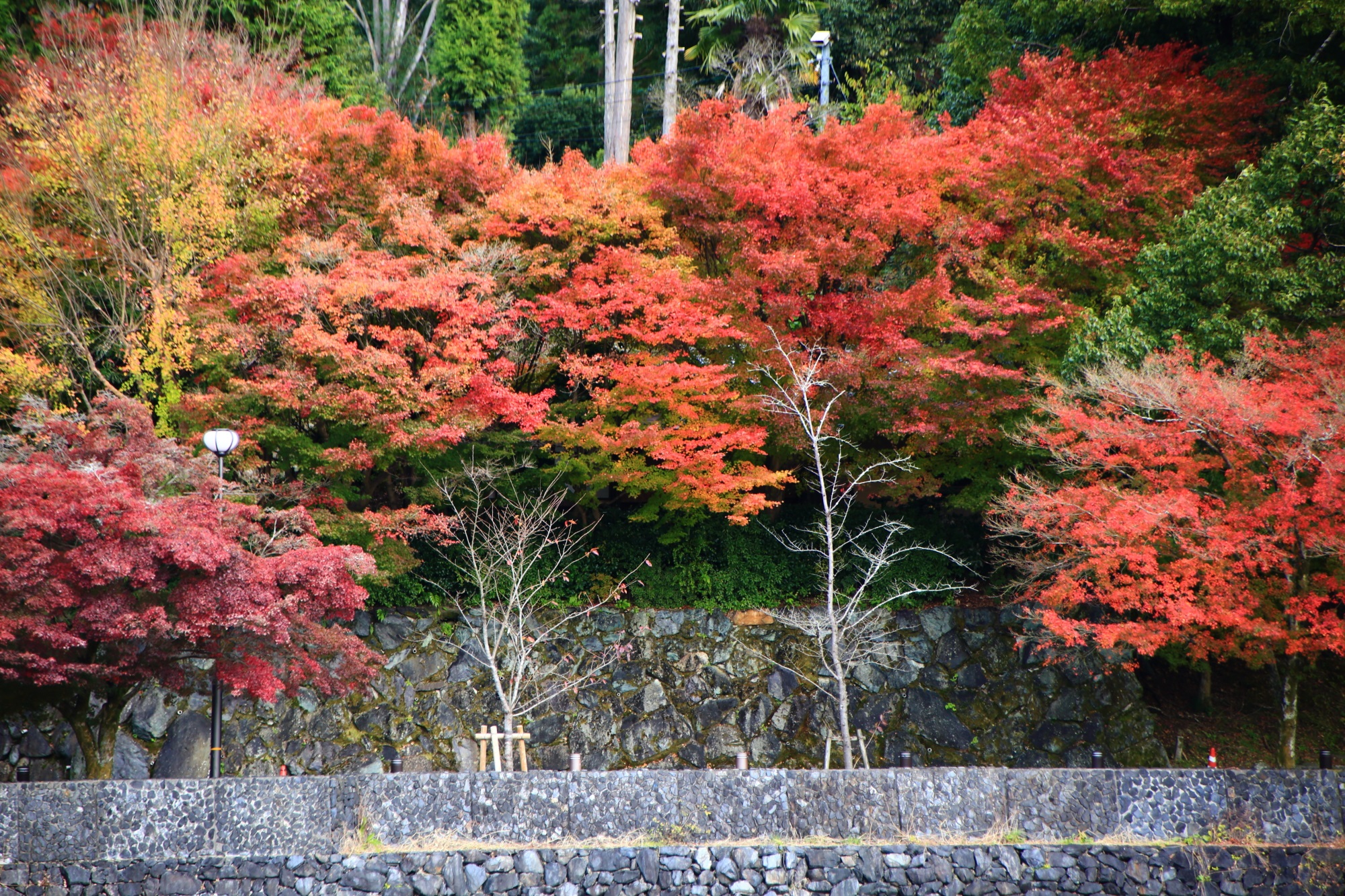宇治川の見ごろの色とりどりの紅葉