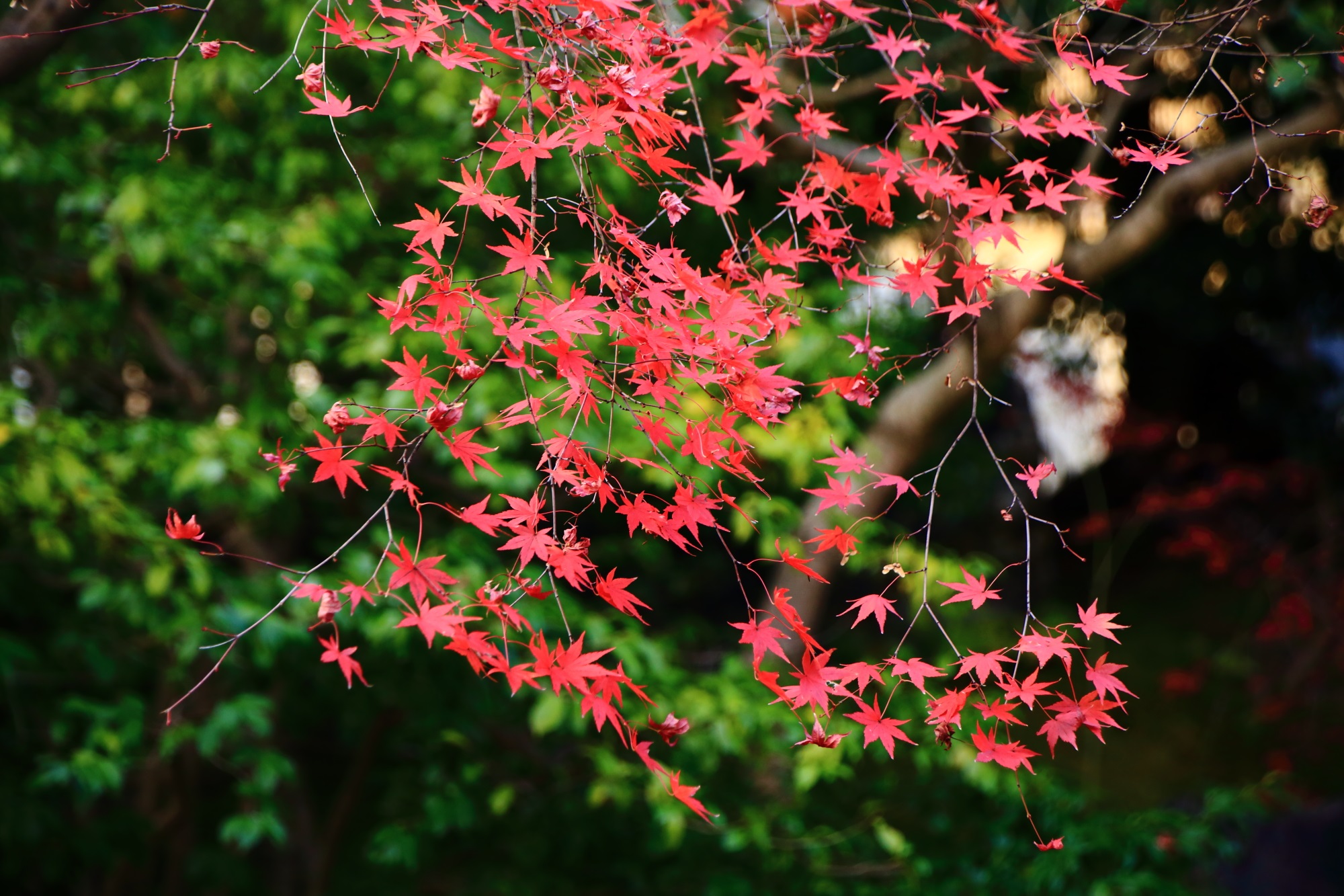 圓徳院の北庭の華やかな紅葉