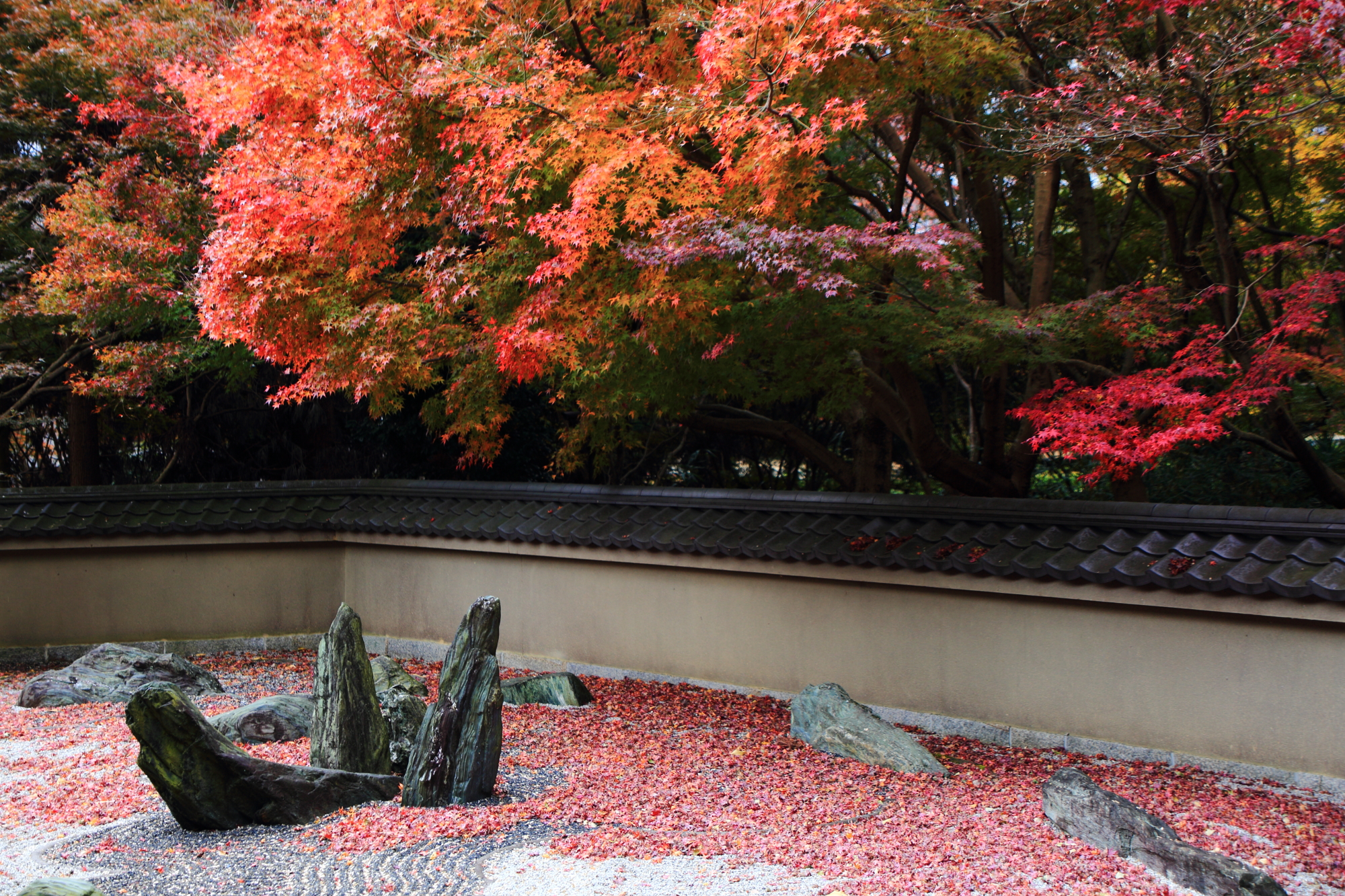 Kyoto Ryogin-an Temple autumn leaves 見ごろ 龍の庭 東福寺 りょうぎんあん
