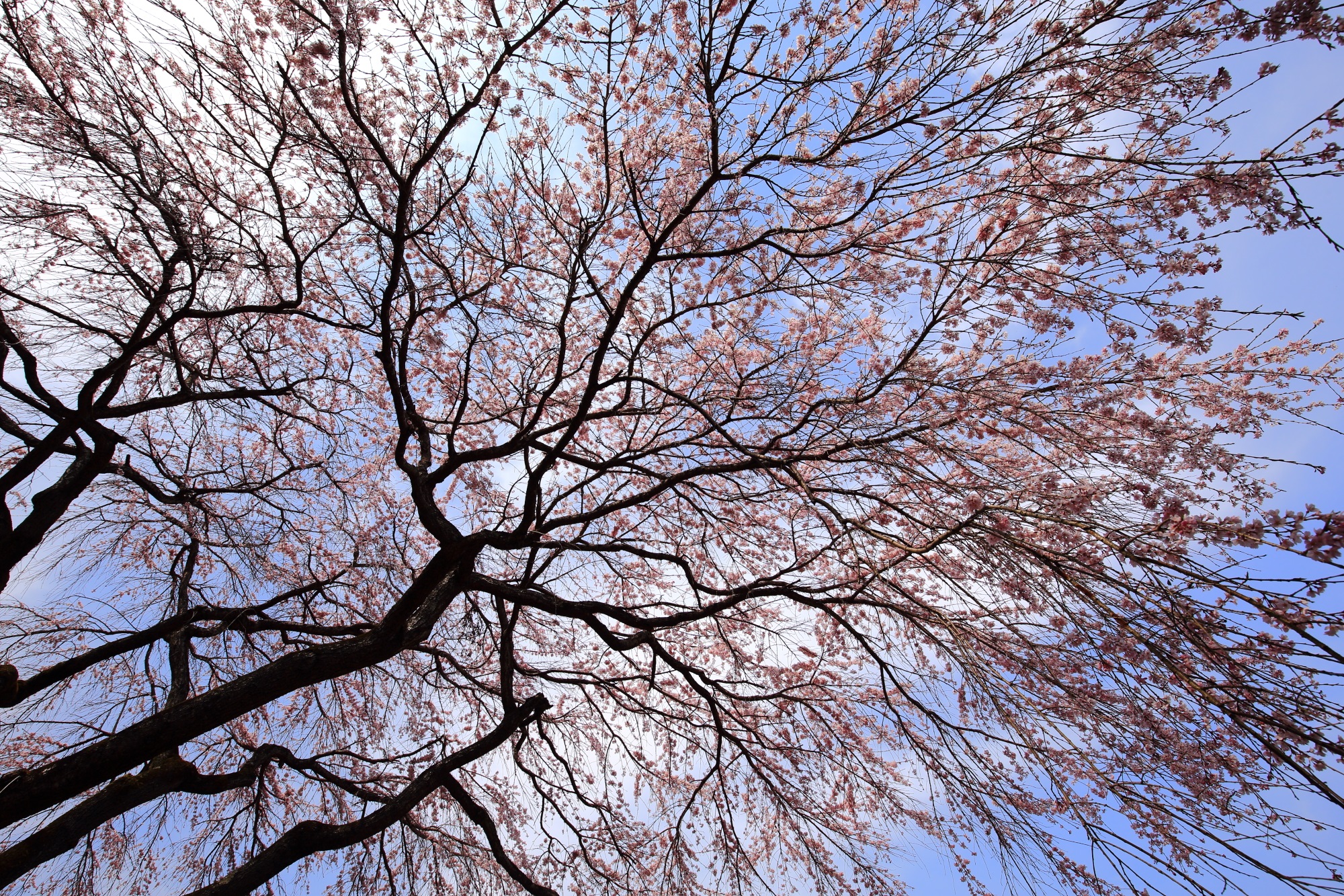 常寂光寺の空を覆う華やかな彼岸しだれ桜