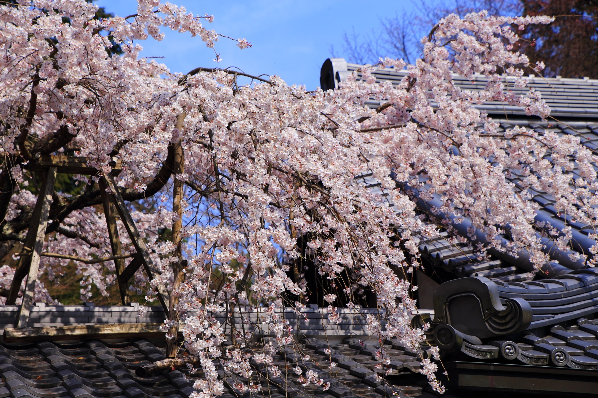 渡廊下の屋根に優雅に降りかかるなりひら桜