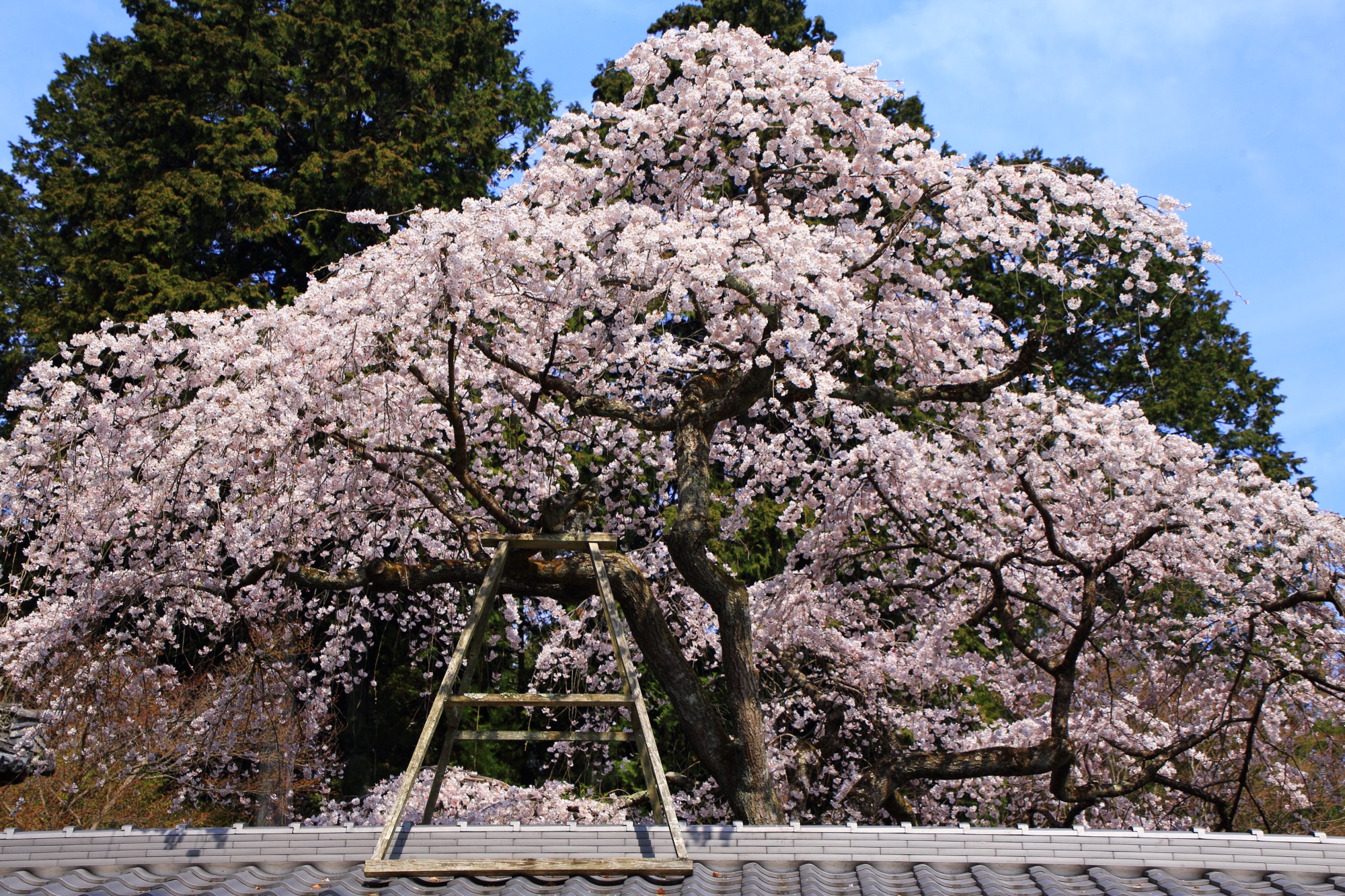 Kyoto Narihiratera-Temple Narihira-Zakura cherry blossoms