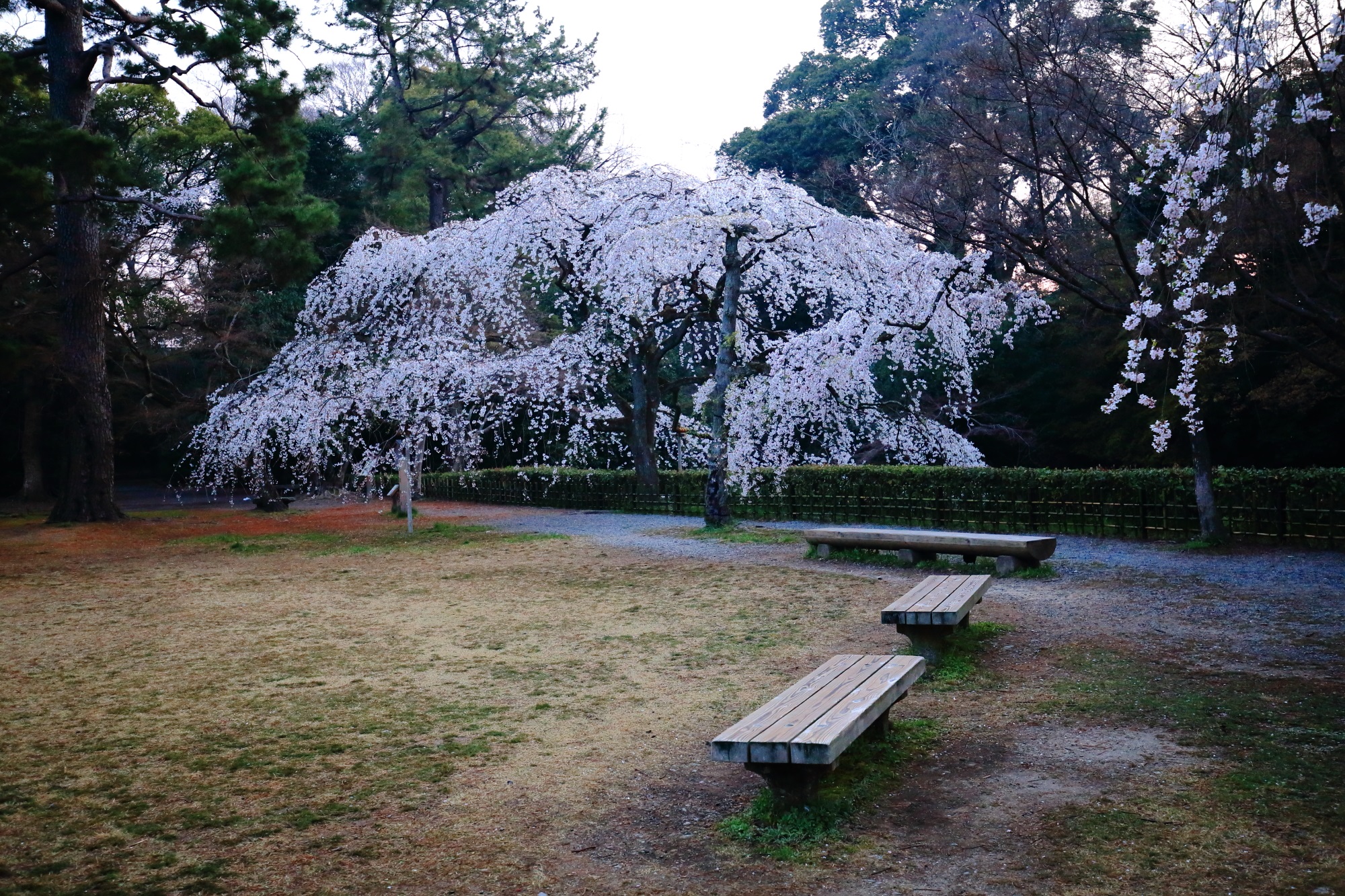 近衛邸跡の池の側の満開のしだれ桜